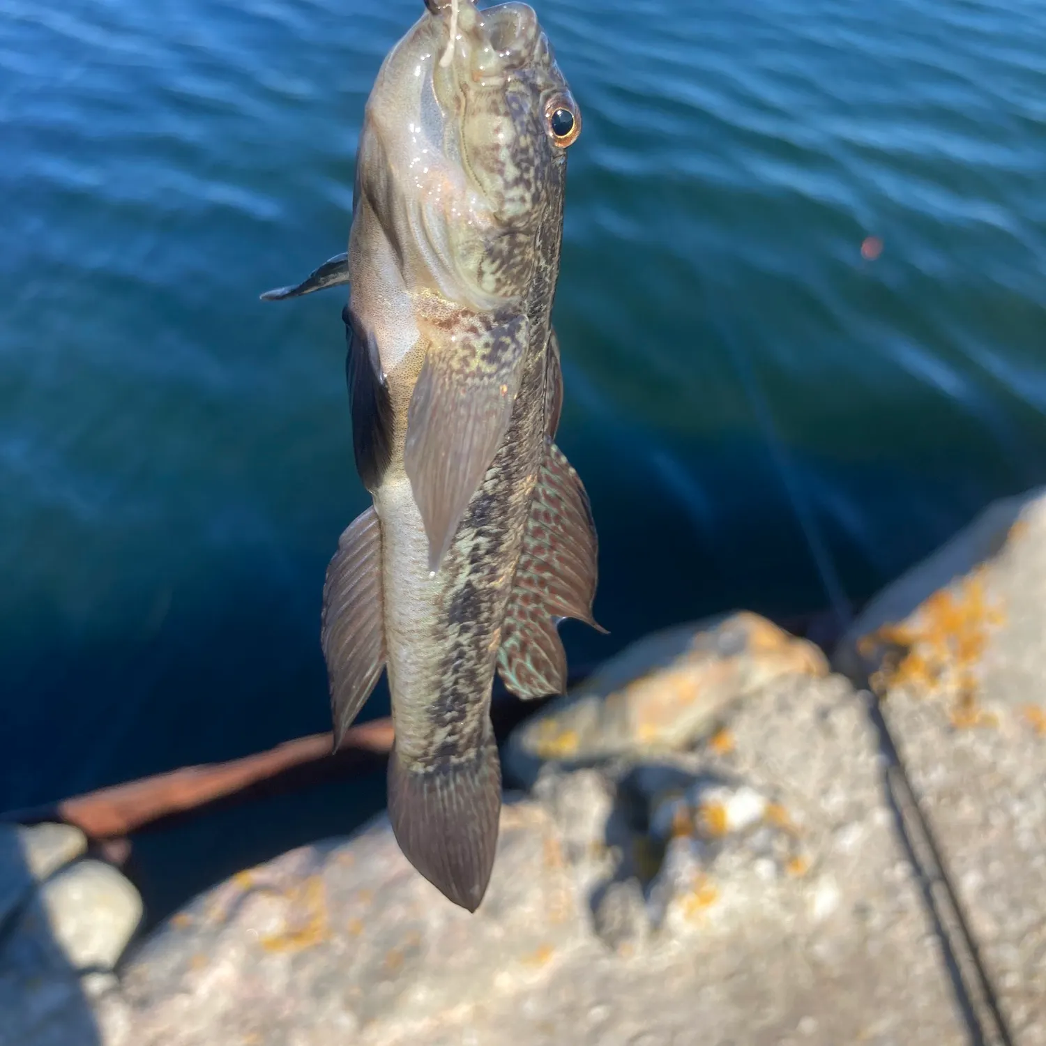 The most recent Round goby catches on Fishbrain