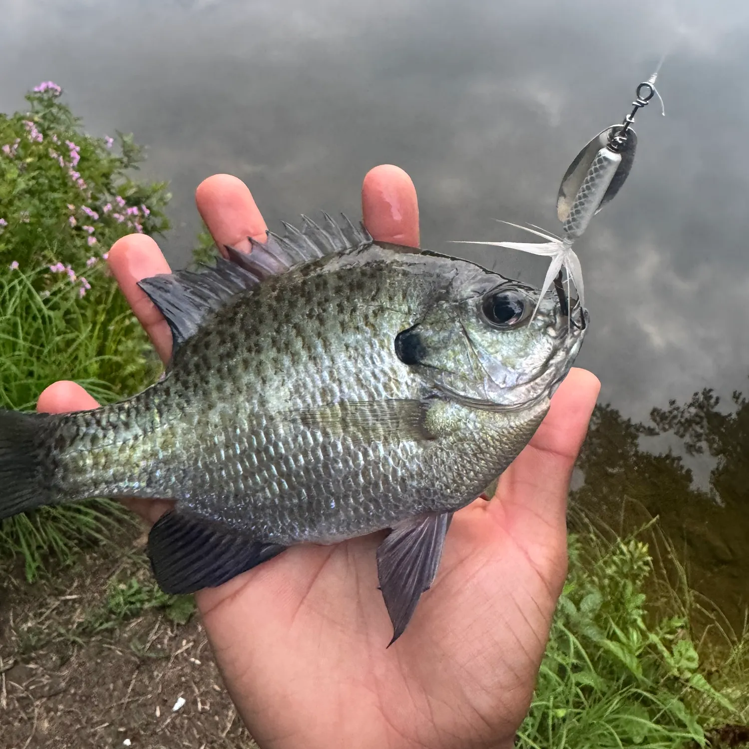 Bluegill caught on Fishbrain