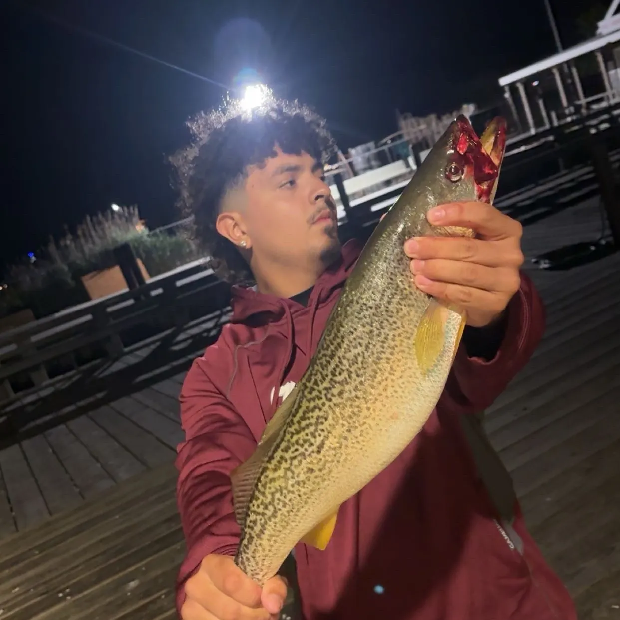 The most recent Gray weakfish catches on Fishbrain