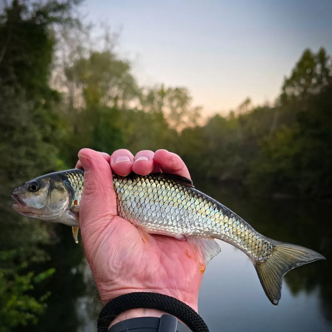 Fallfish caught on Fishbrain