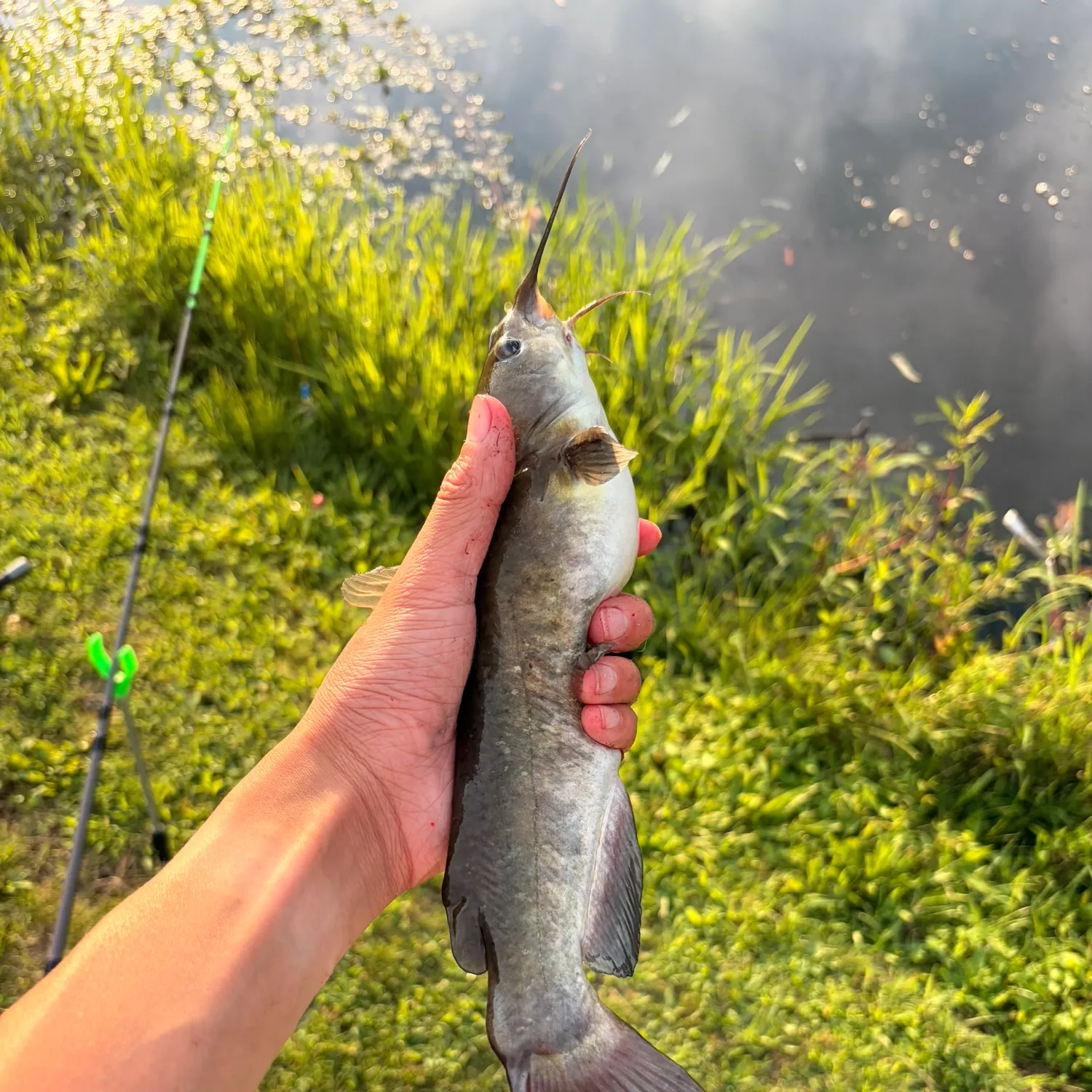 The most recent Brown bullhead catches on Fishbrain