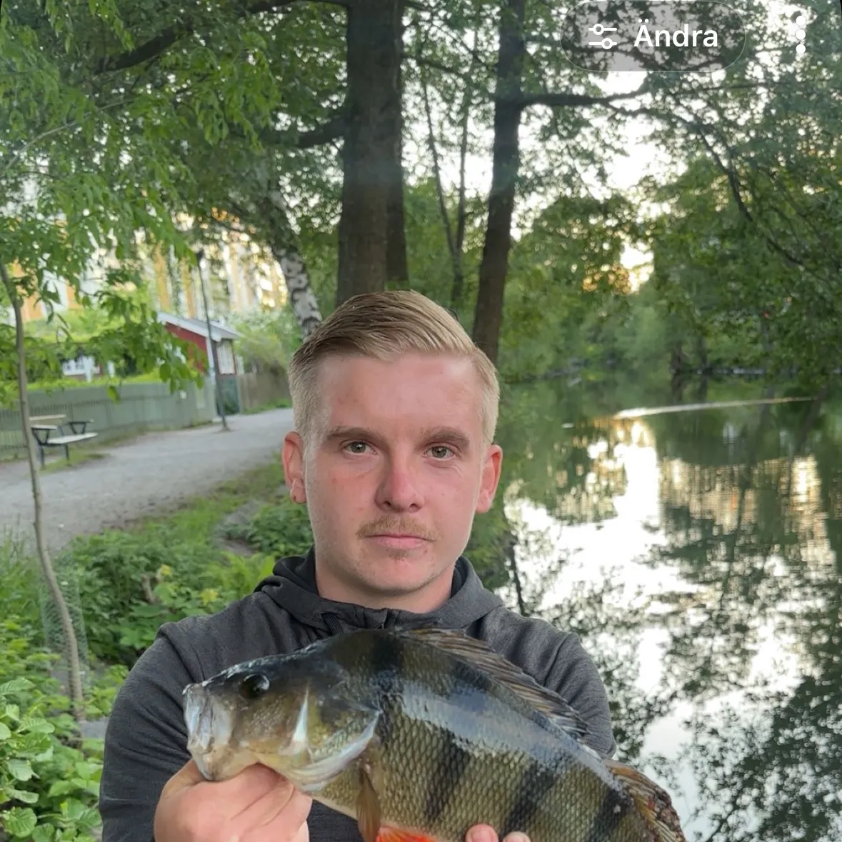 European perch caught on Fishbrain