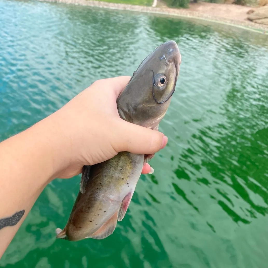 Channel catfish caught on Fishbrain