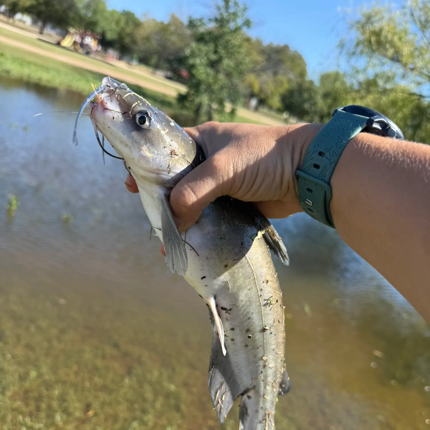 Channel catfish caught on Fishbrain