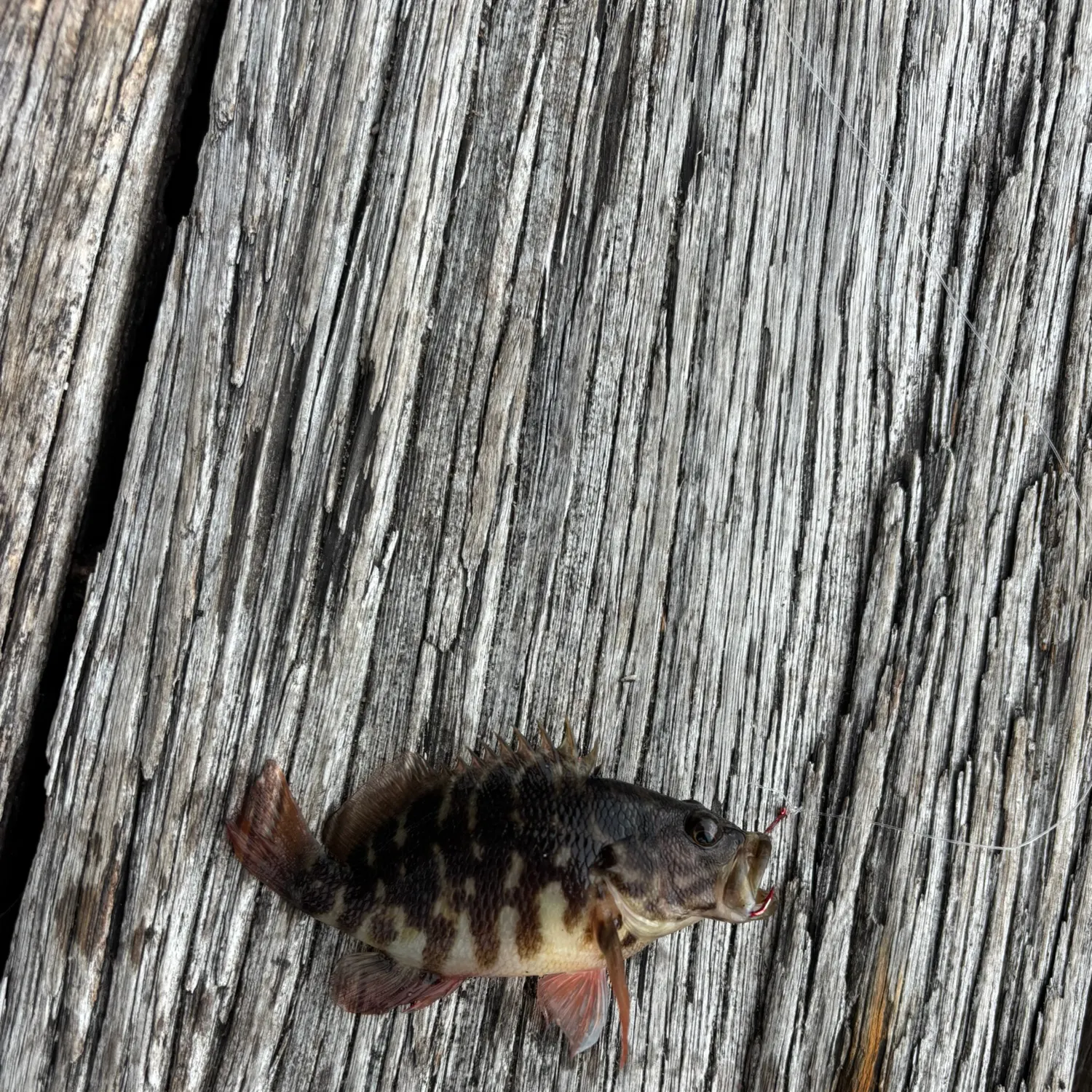 The most recent Eastern blue groper catches on Fishbrain