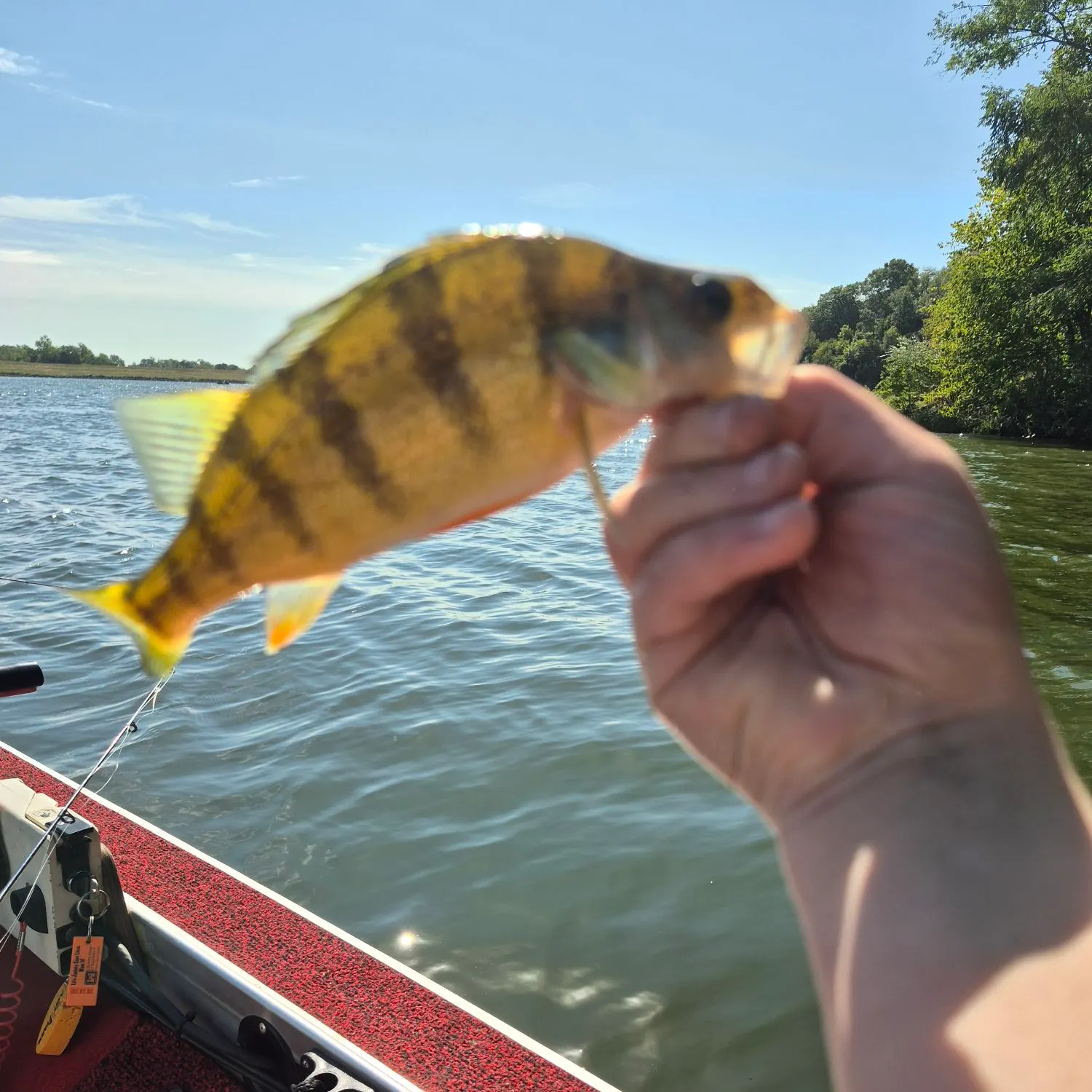 Yellow perch caught on Fishbrain