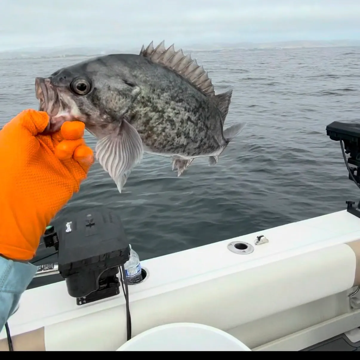 Blue rockfish caught on Fishbrain