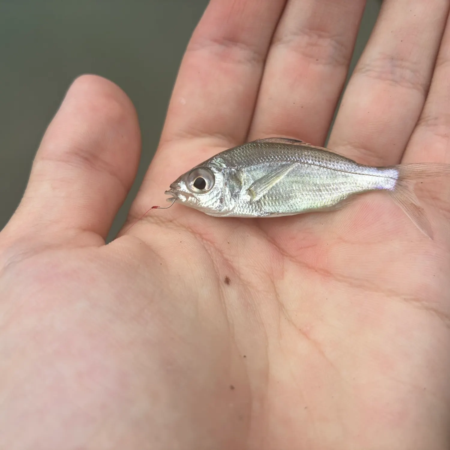 The most recent Tidewater mojarra catches on Fishbrain