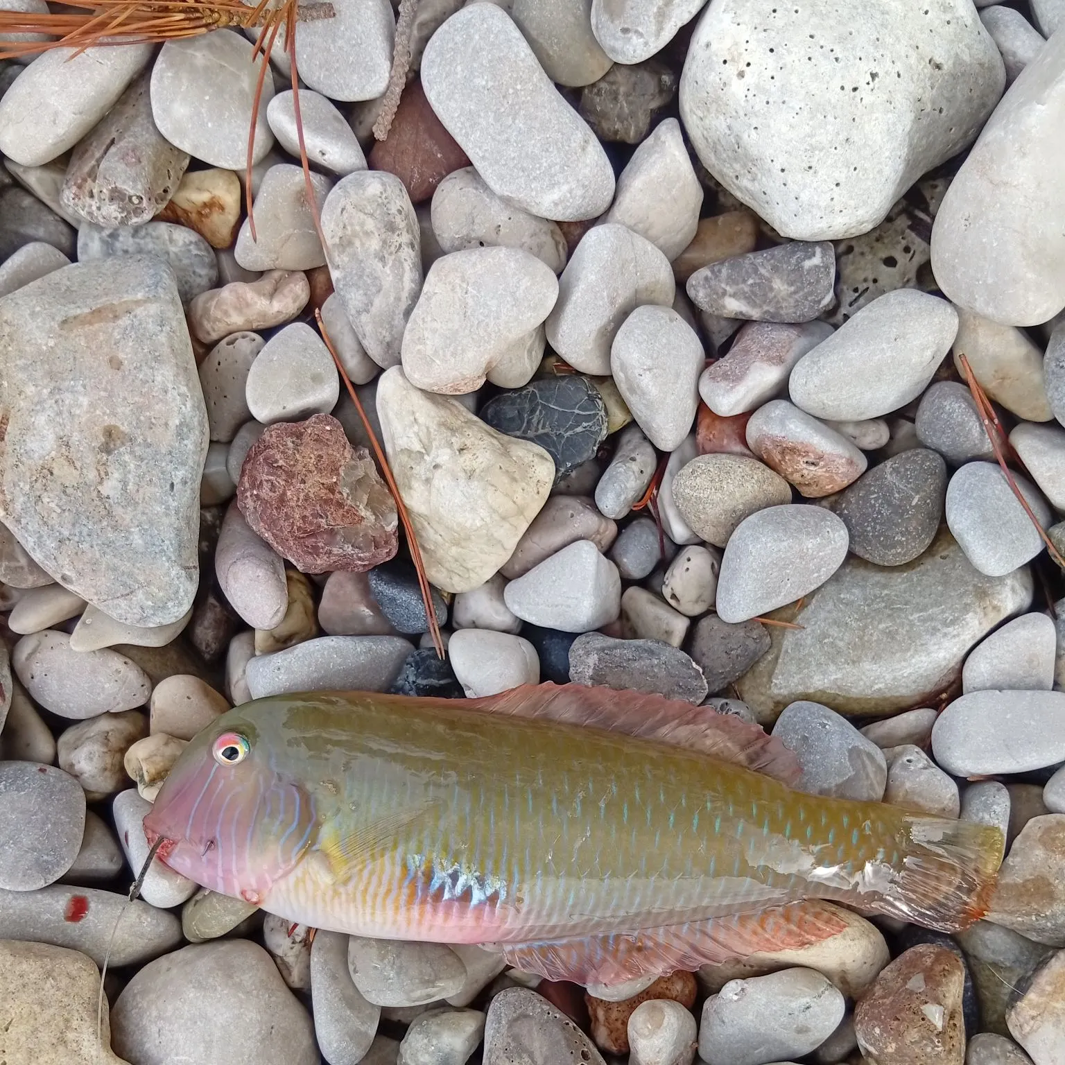 Pearly razorfish caught on Fishbrain