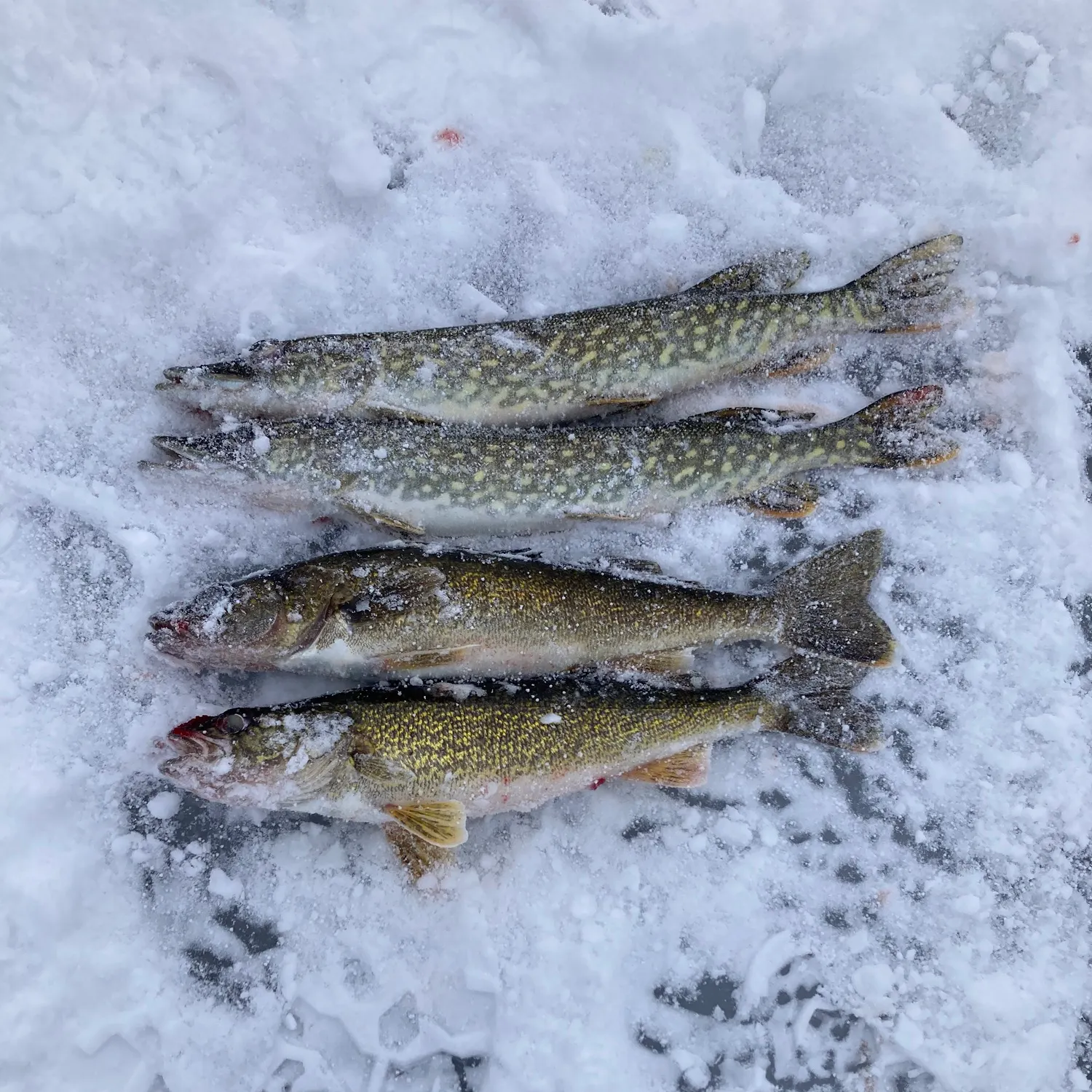 recently logged catches