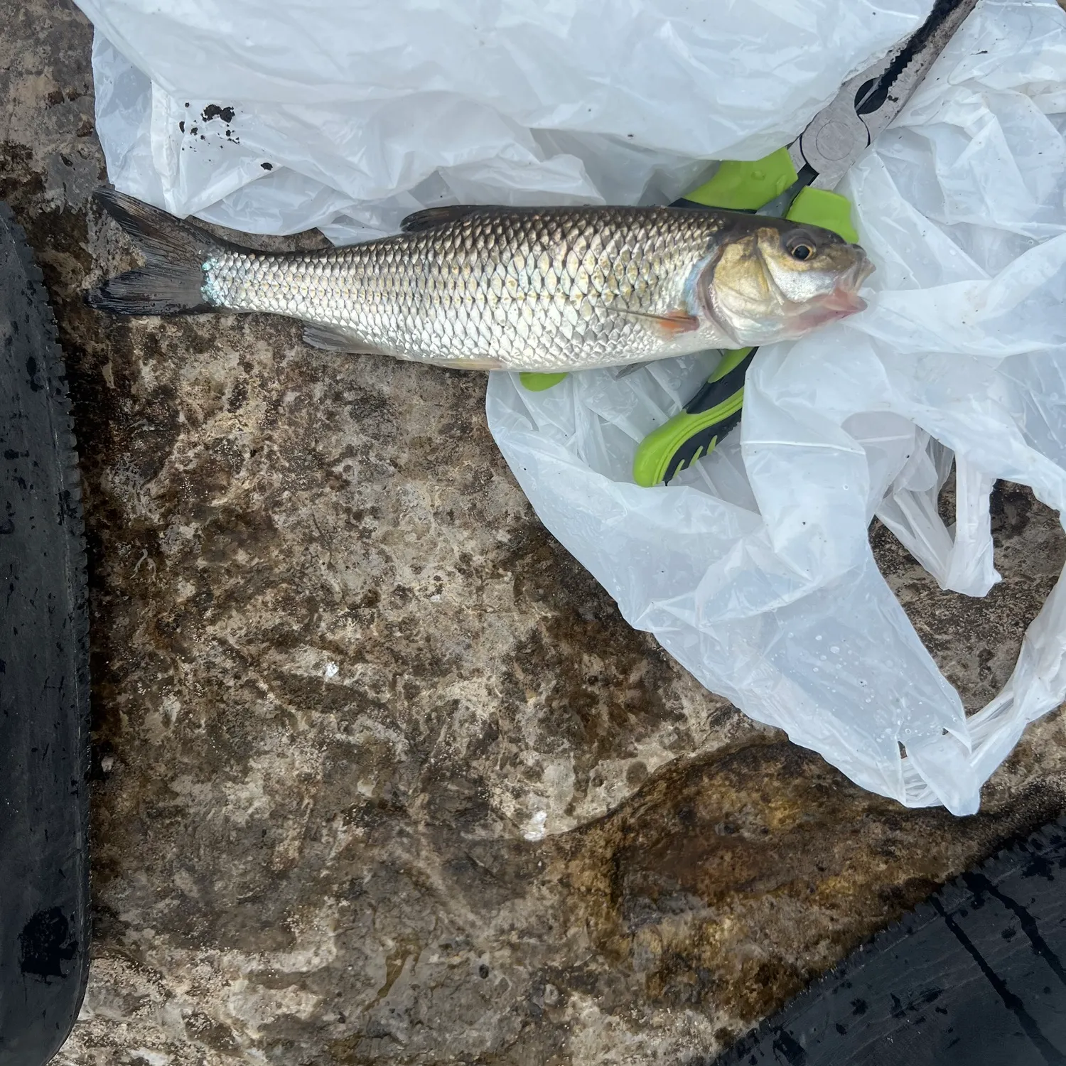 Fallfish caught on Fishbrain