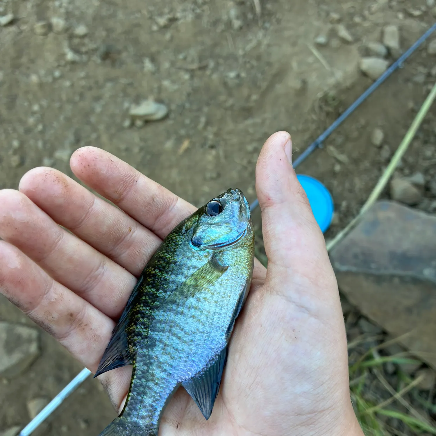 Bluegill caught on Fishbrain