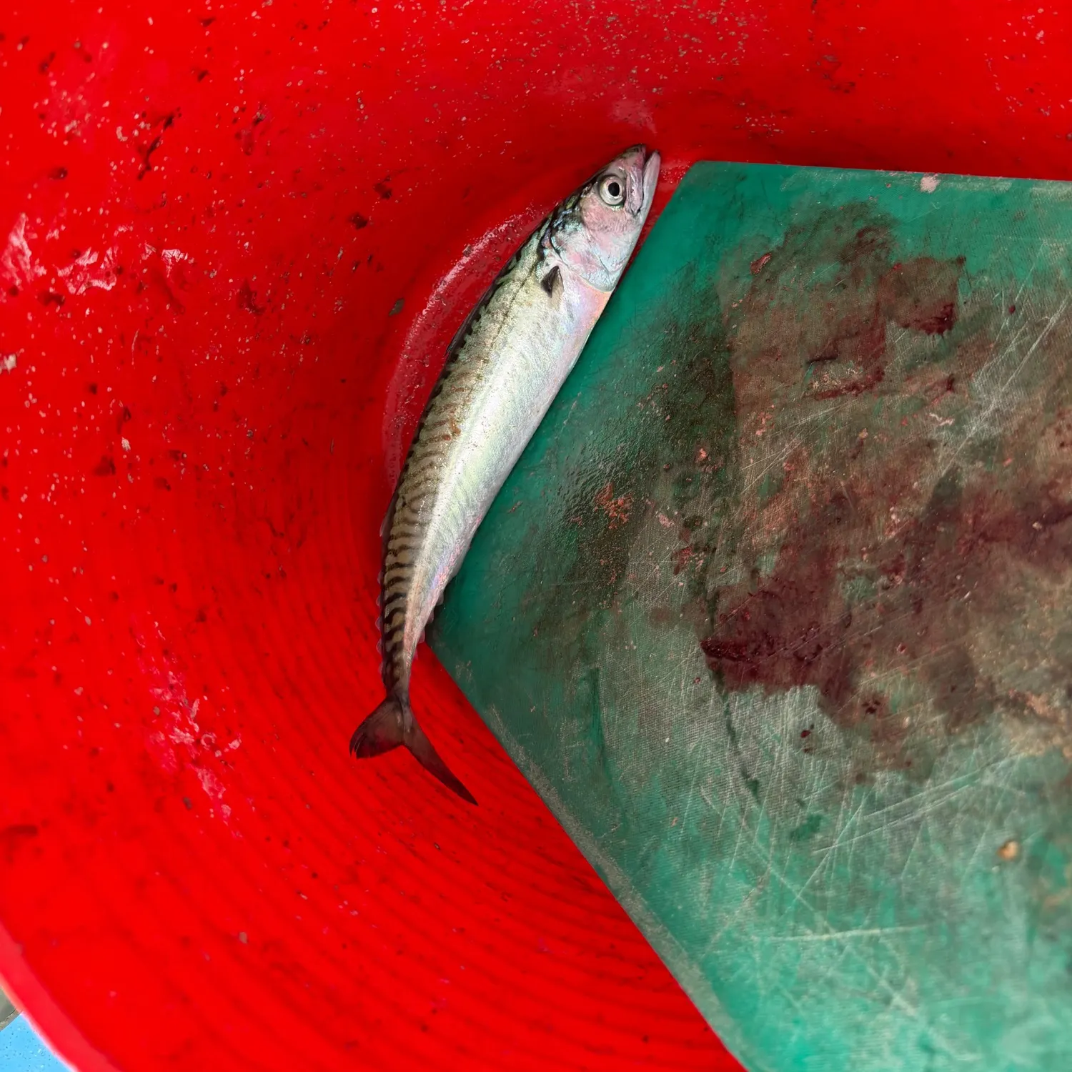 Atlantic mackerel caught on Fishbrain
