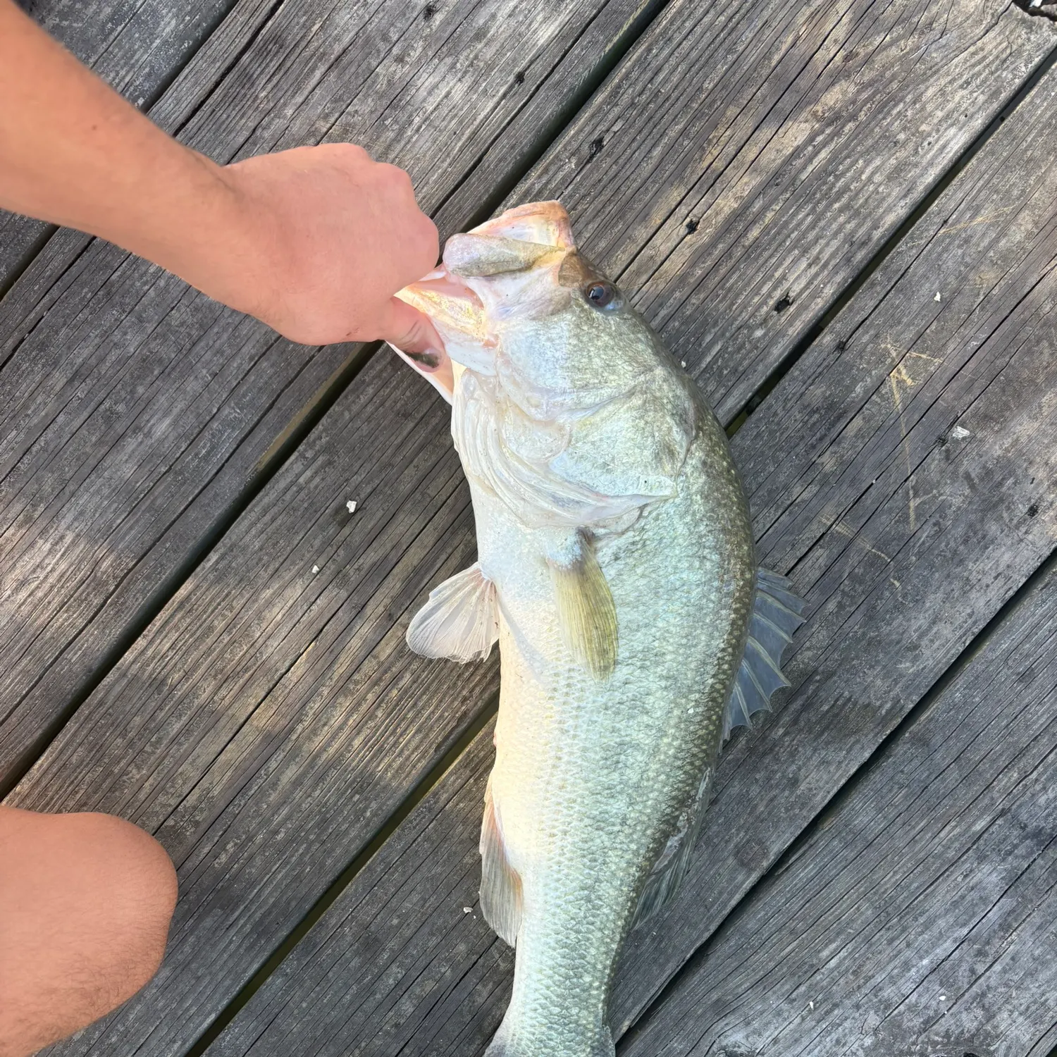 Largemouth bass caught on Fishbrain