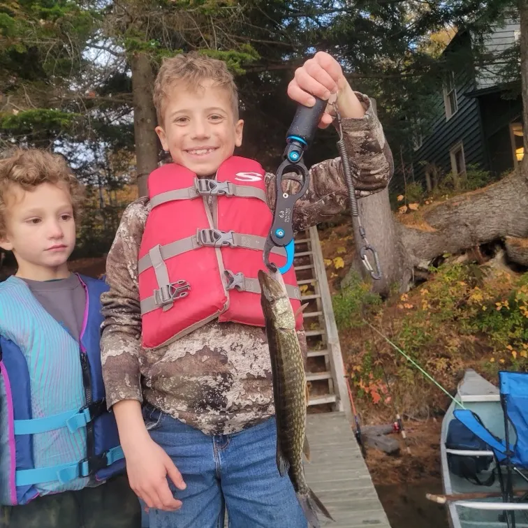 Chain pickerel caught on Fishbrain