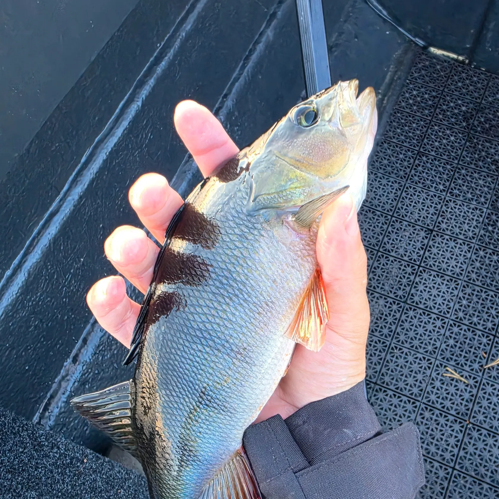 European perch caught on Fishbrain
