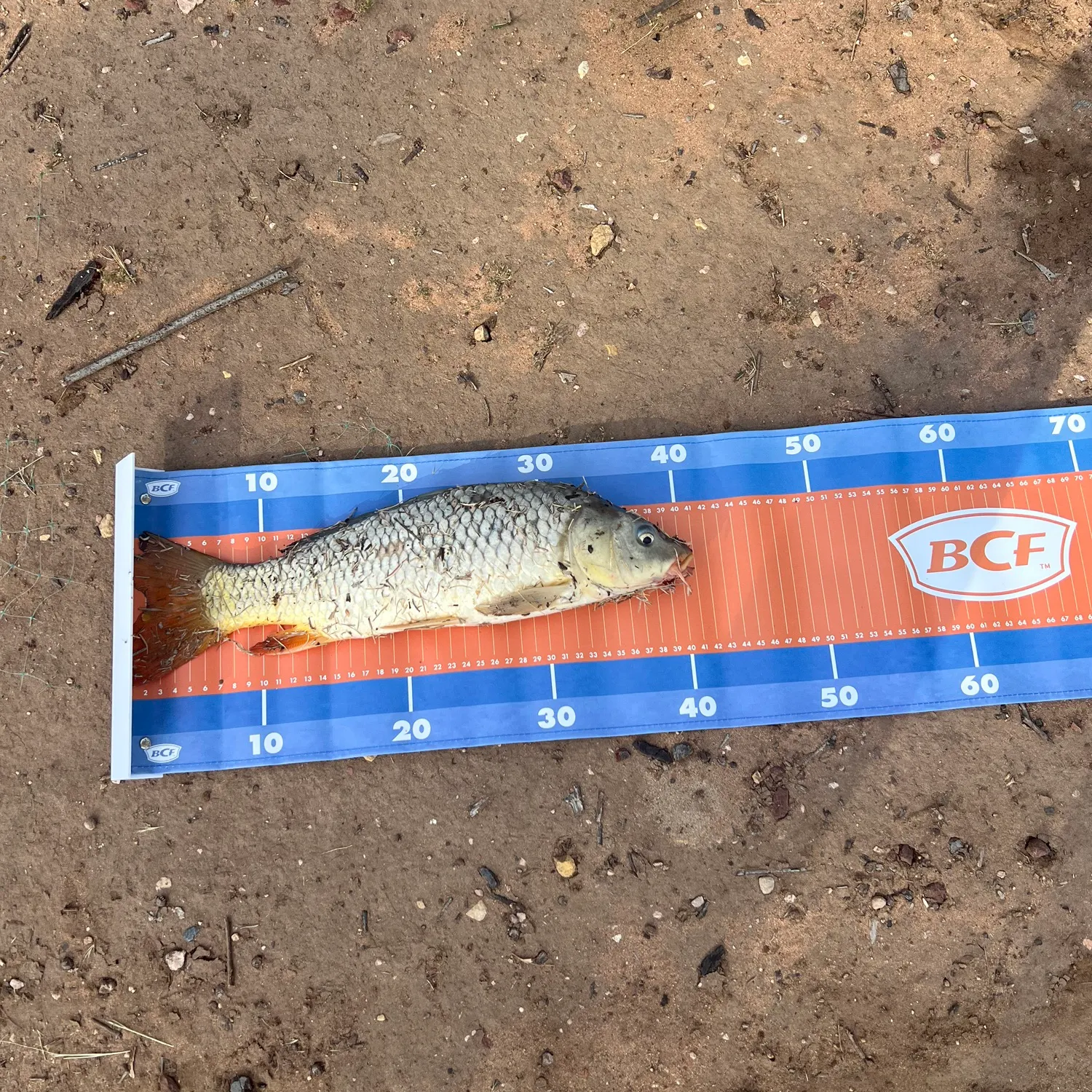 Common carp caught on Fishbrain