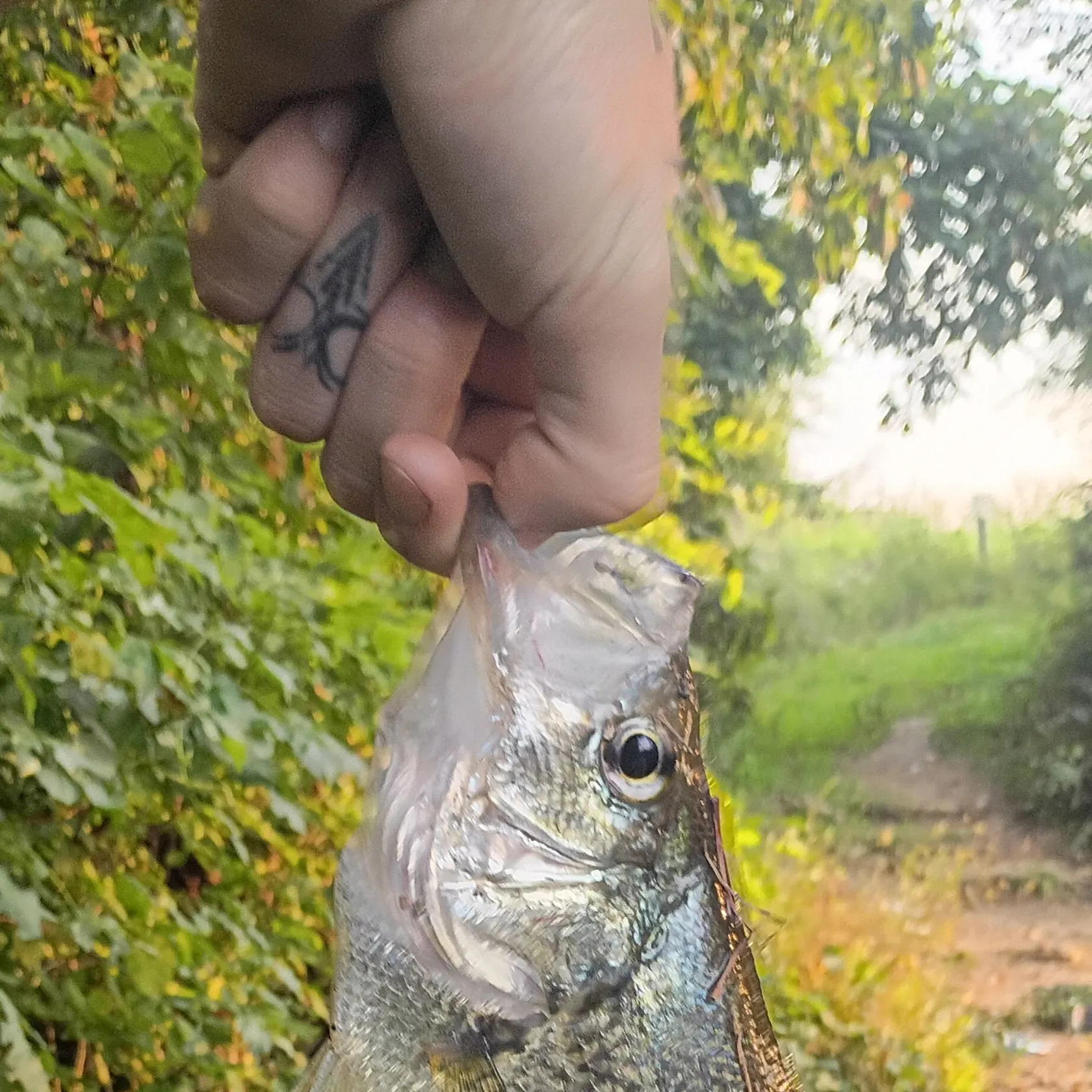 Black crappie caught on Fishbrain