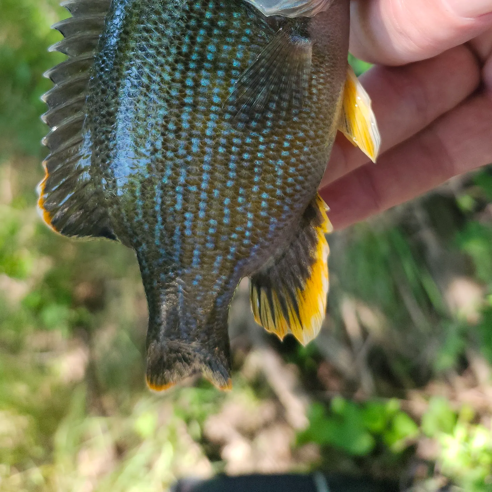Green sunfish caught on Fishbrain