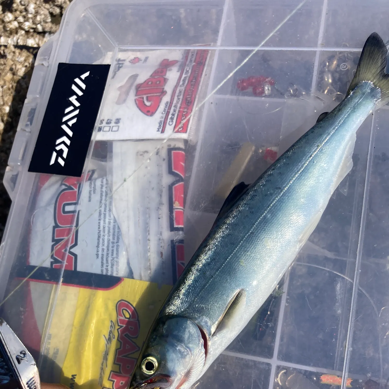 The most recent Coho salmon catches on Fishbrain