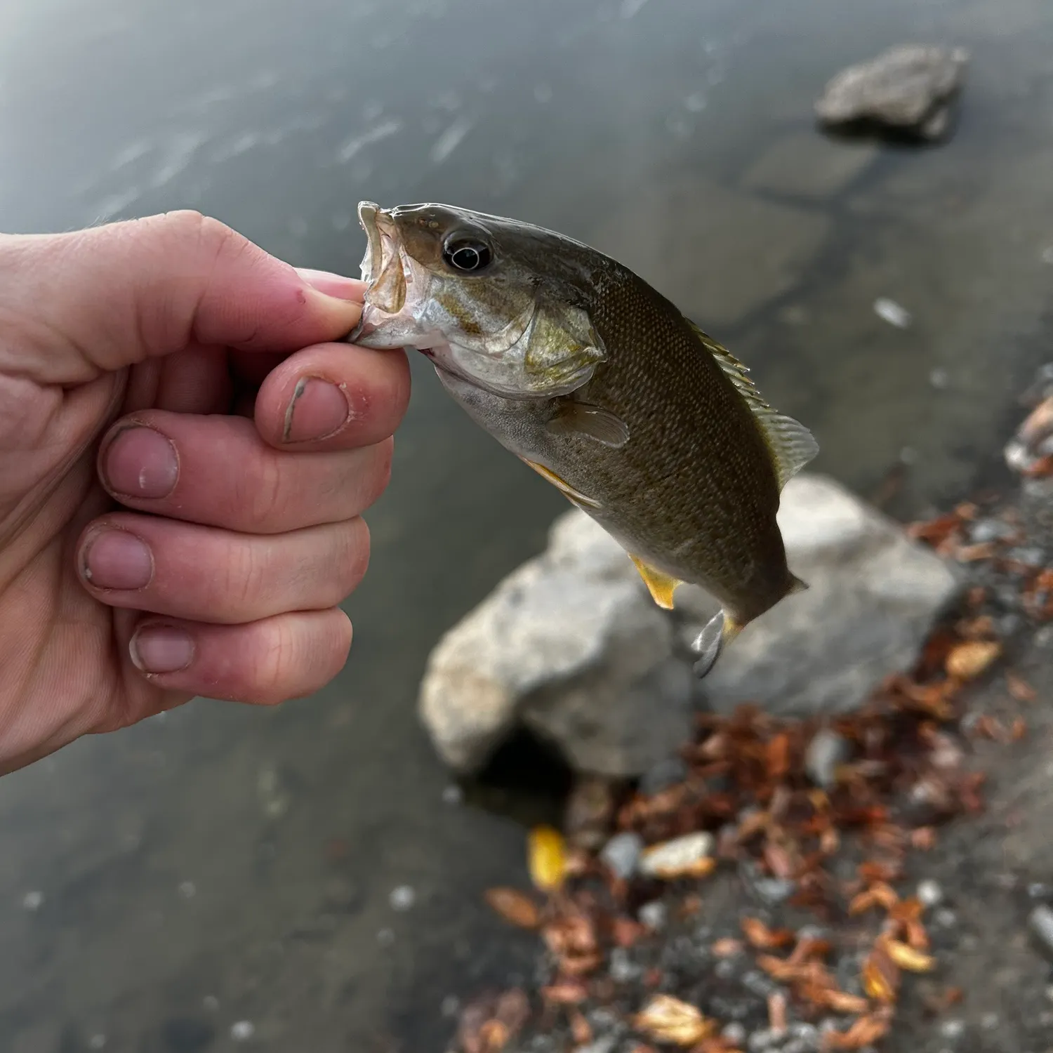 Smallmouth bass caught on Fishbrain