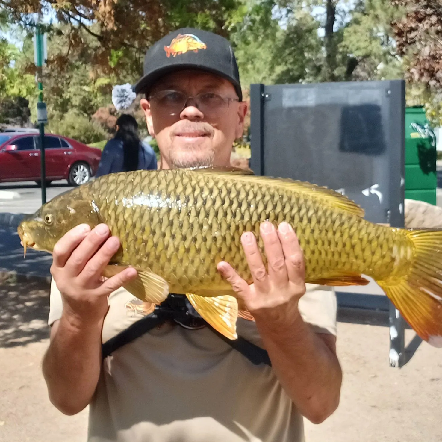 Common carp caught on Fishbrain