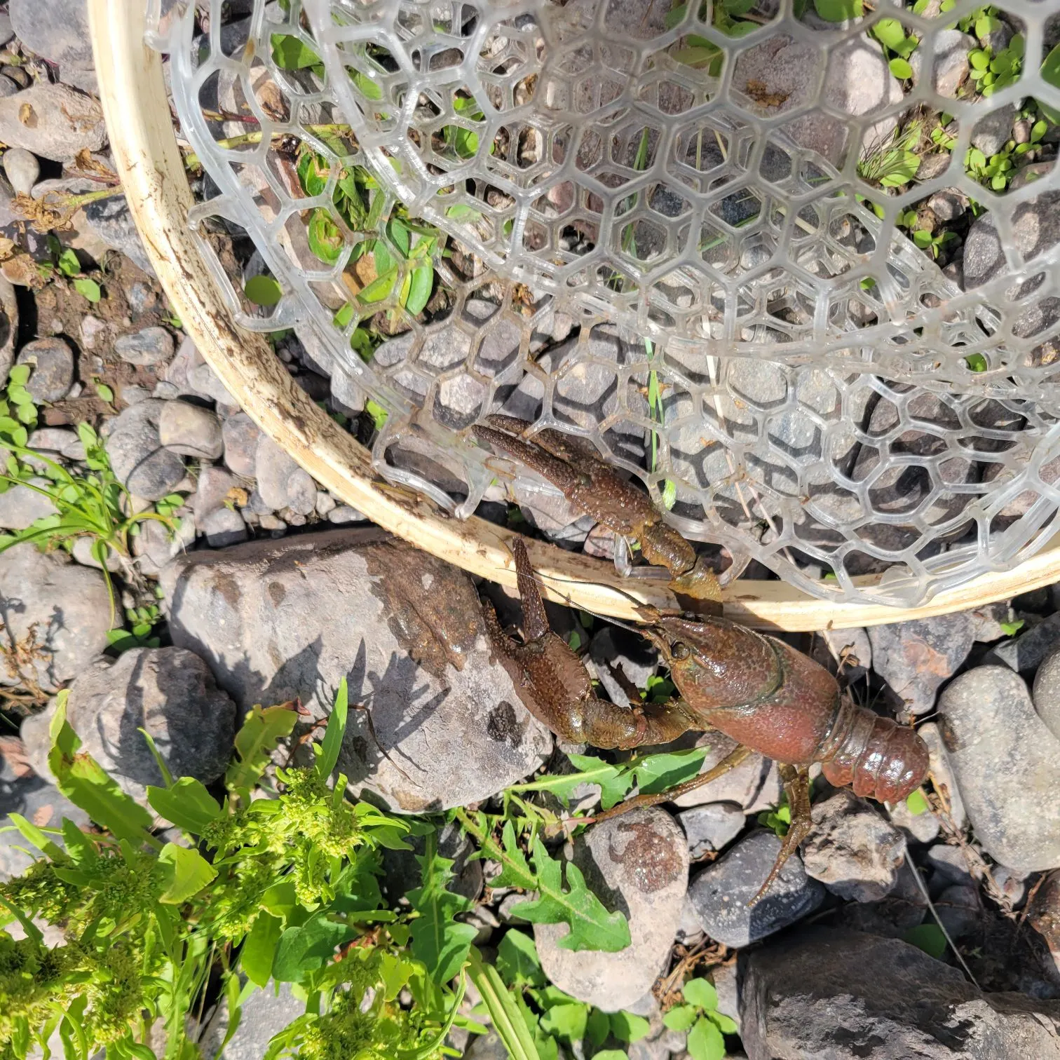 The most recent Virile crayfish catches on Fishbrain