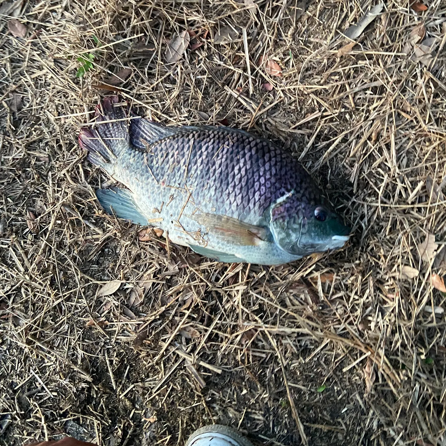 The most recent Nile tilapia catches on Fishbrain