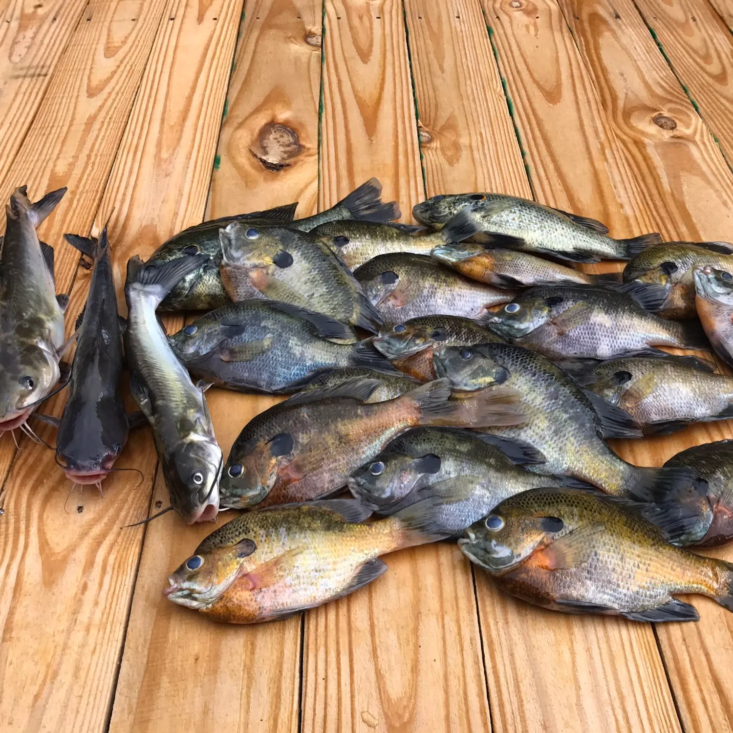 recently logged catches