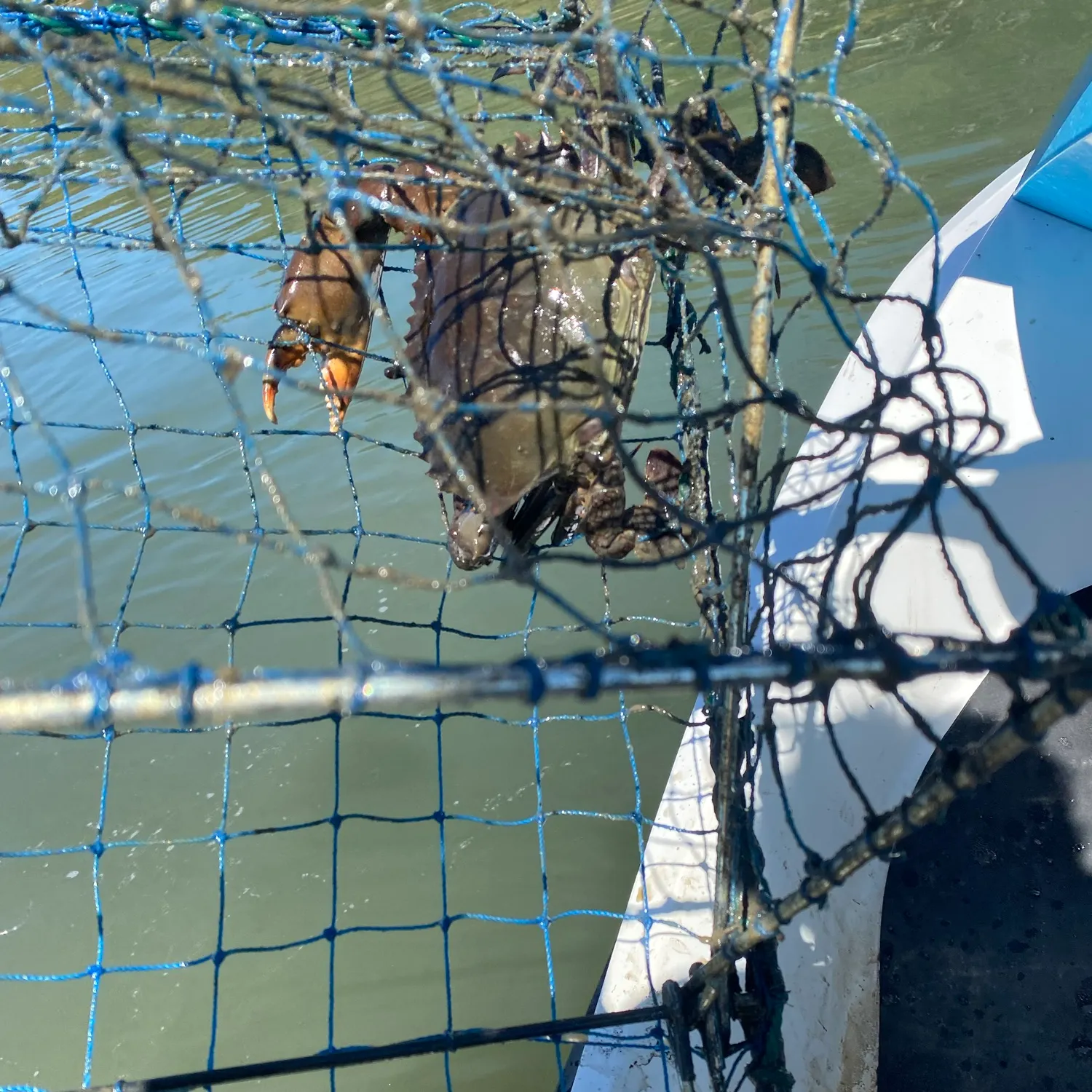 The most recent Giant mud crab catches on Fishbrain