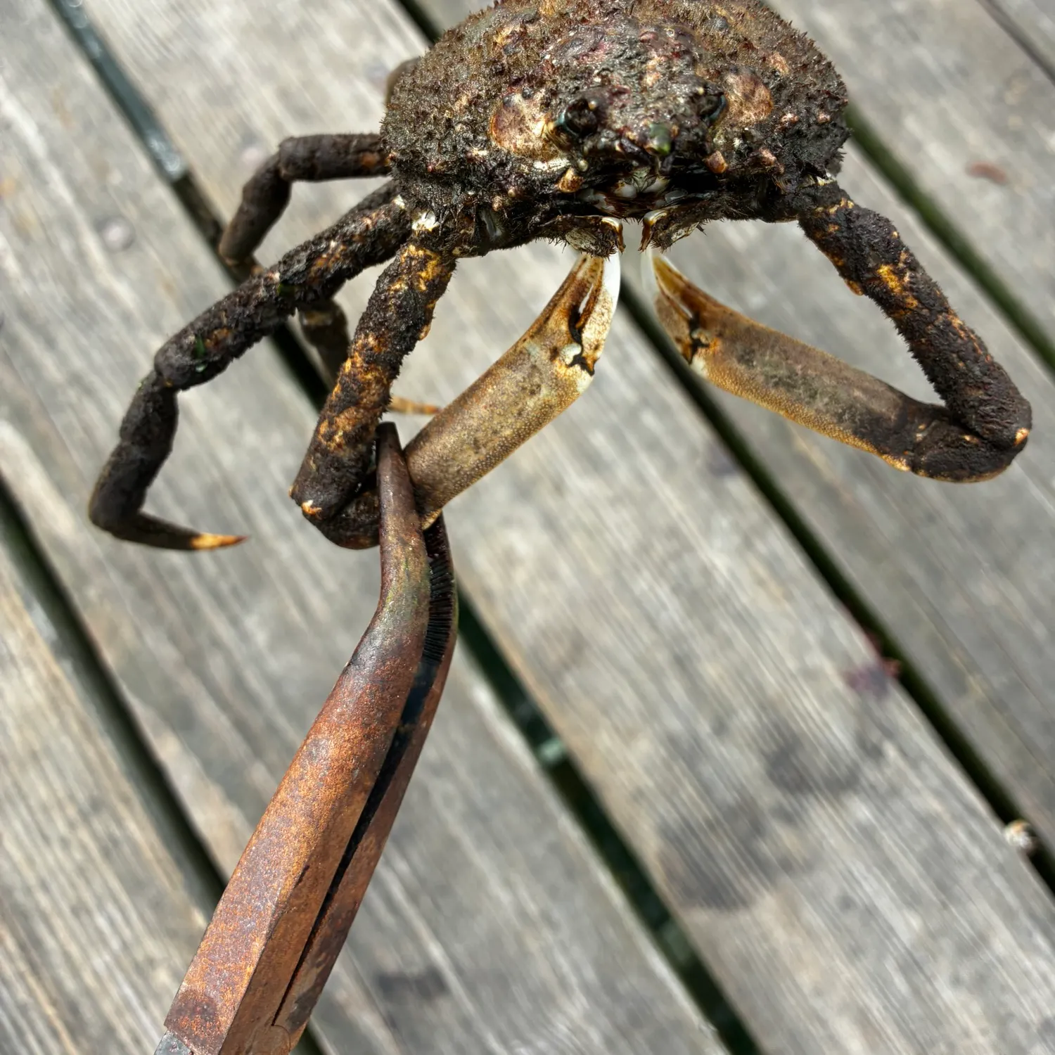 The most recent Portly spider crab catches on Fishbrain