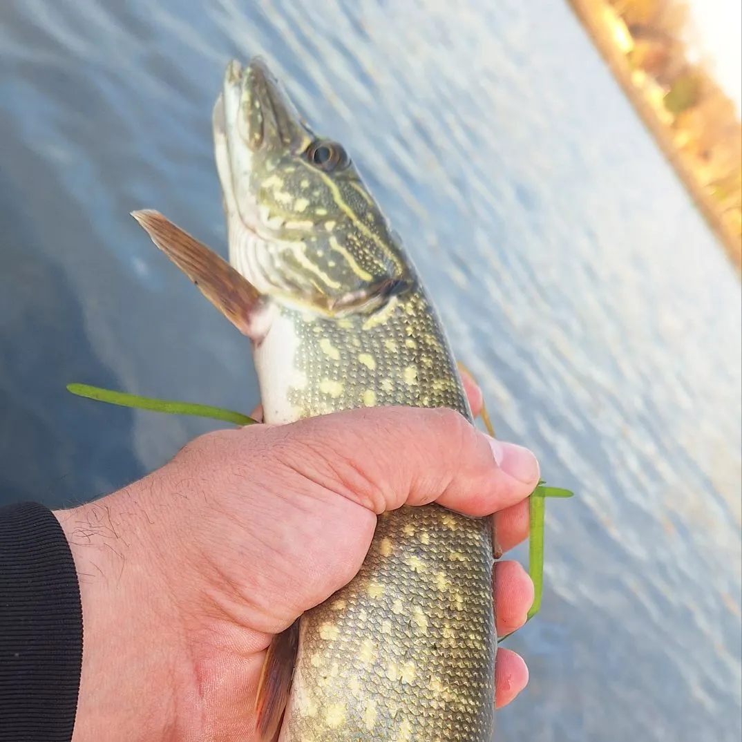 Northern pike caught on Fishbrain