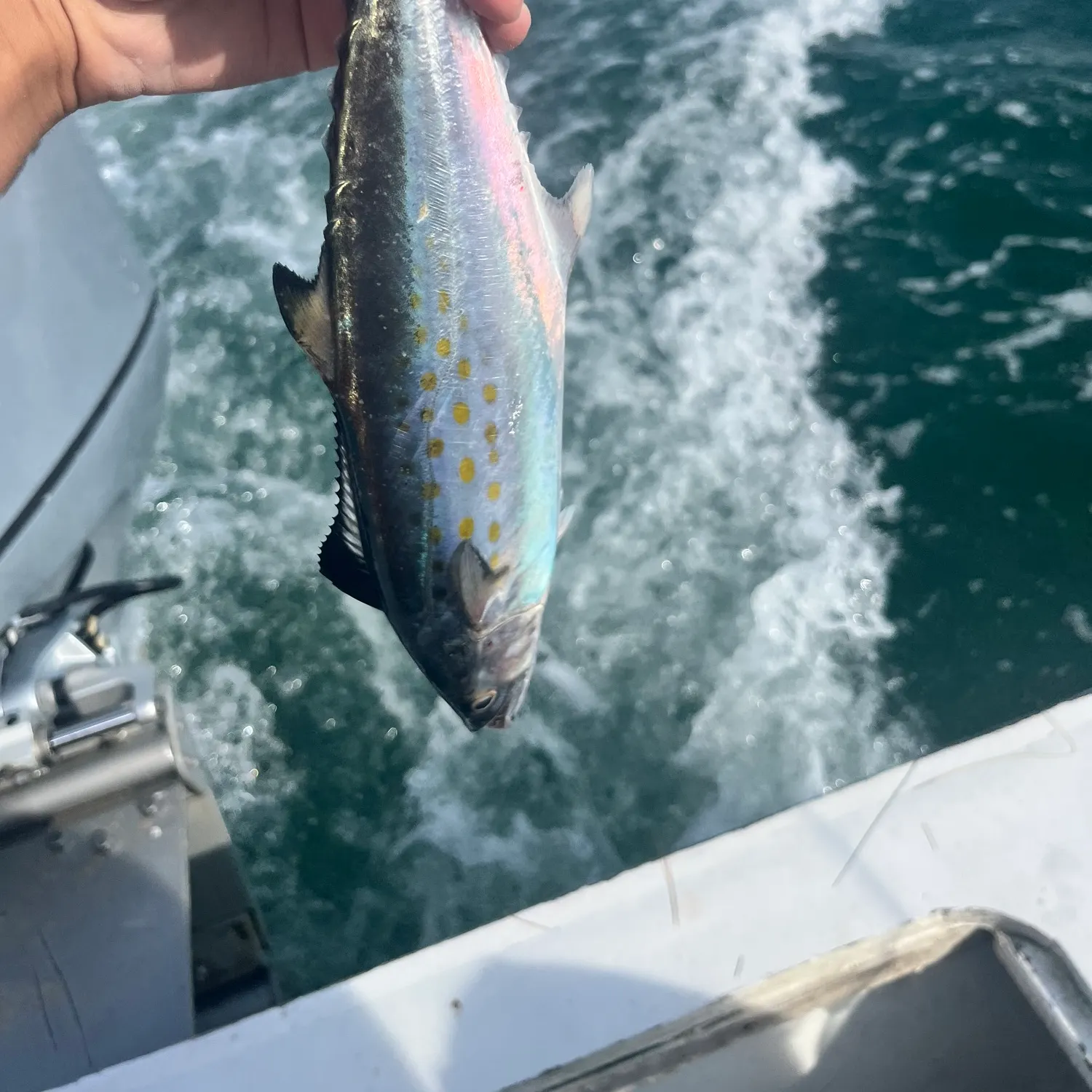 Spanish mackerel caught on Fishbrain