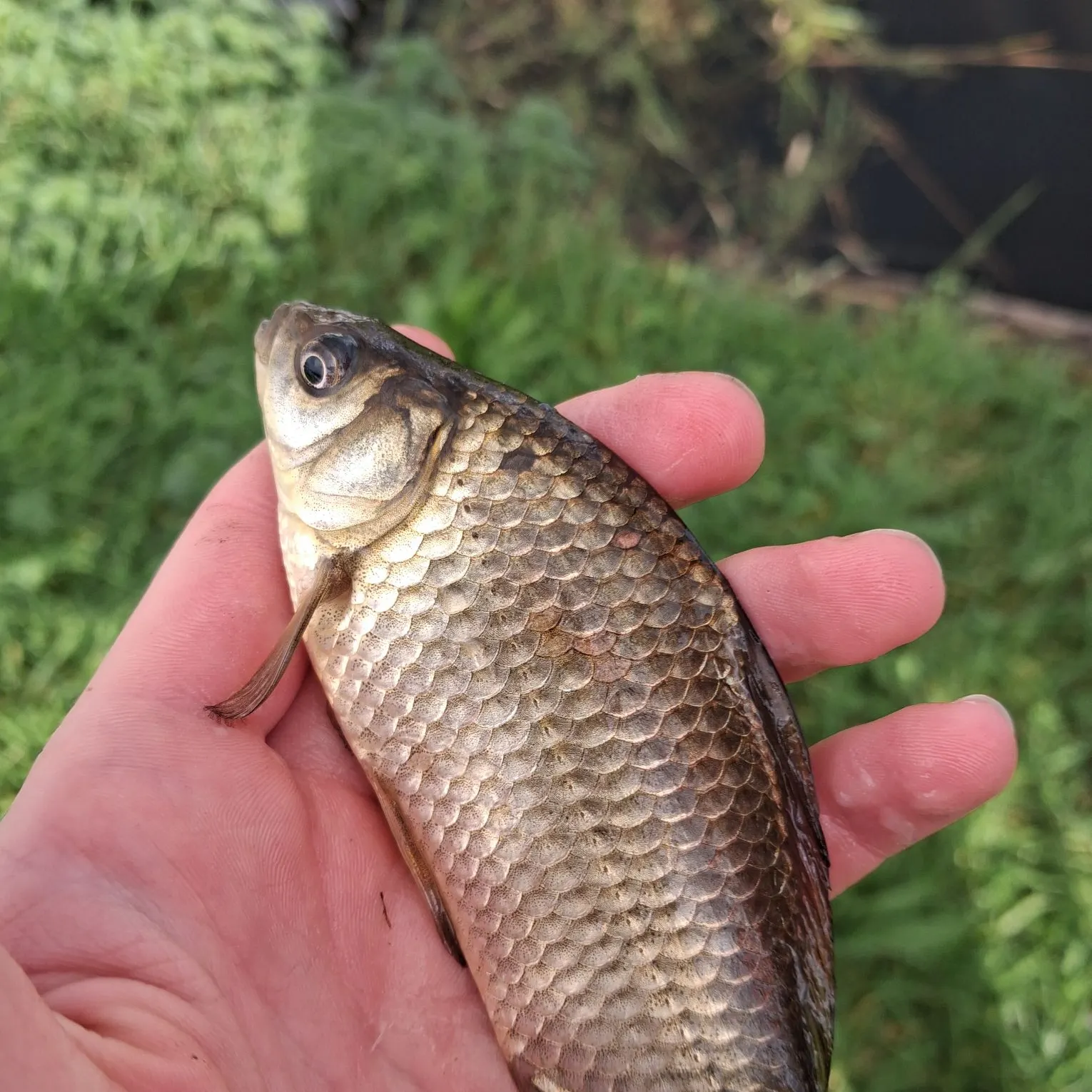 Crucian carp caught on Fishbrain