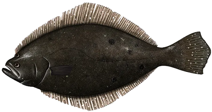 Summer flounder