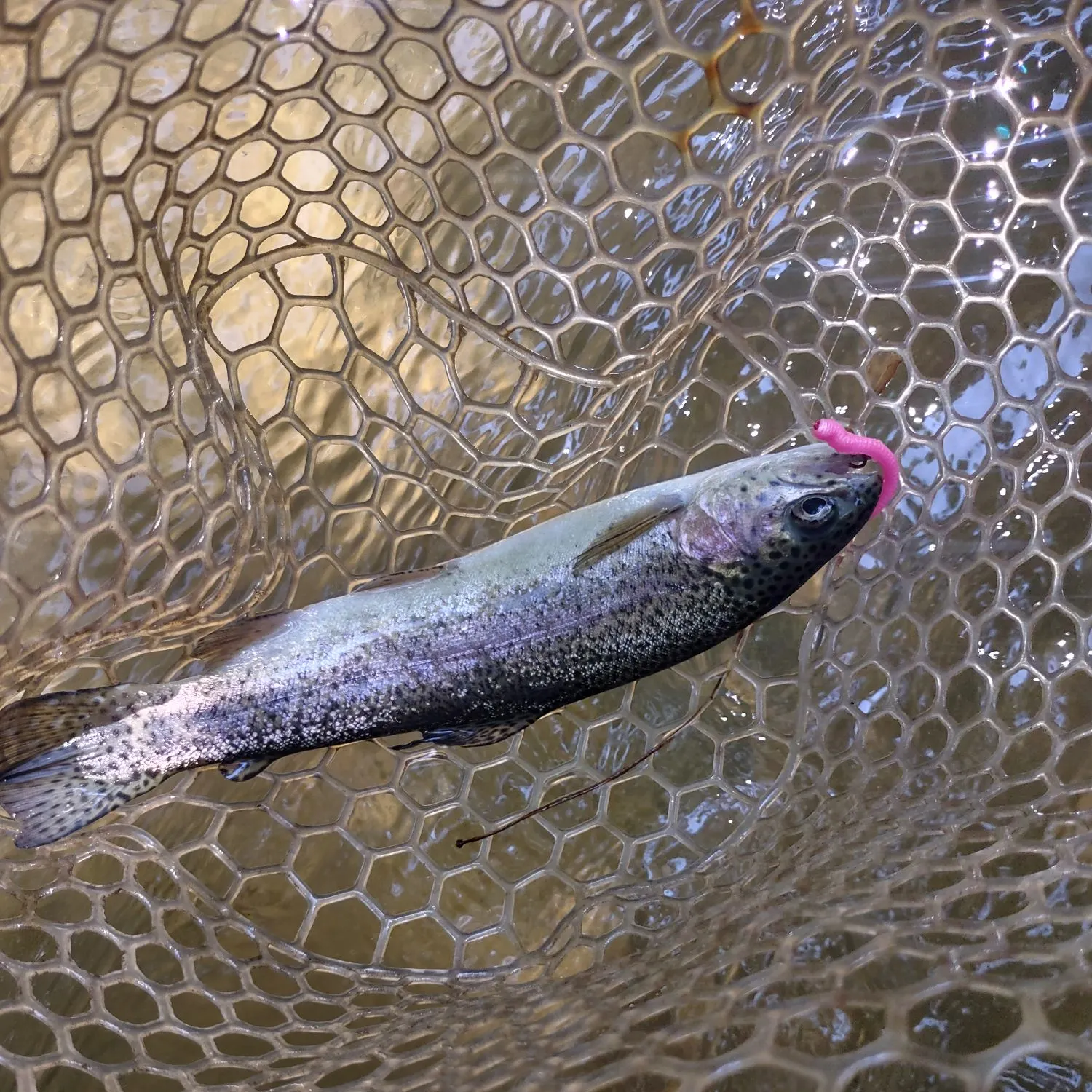 Rainbow trout caught on Fishbrain