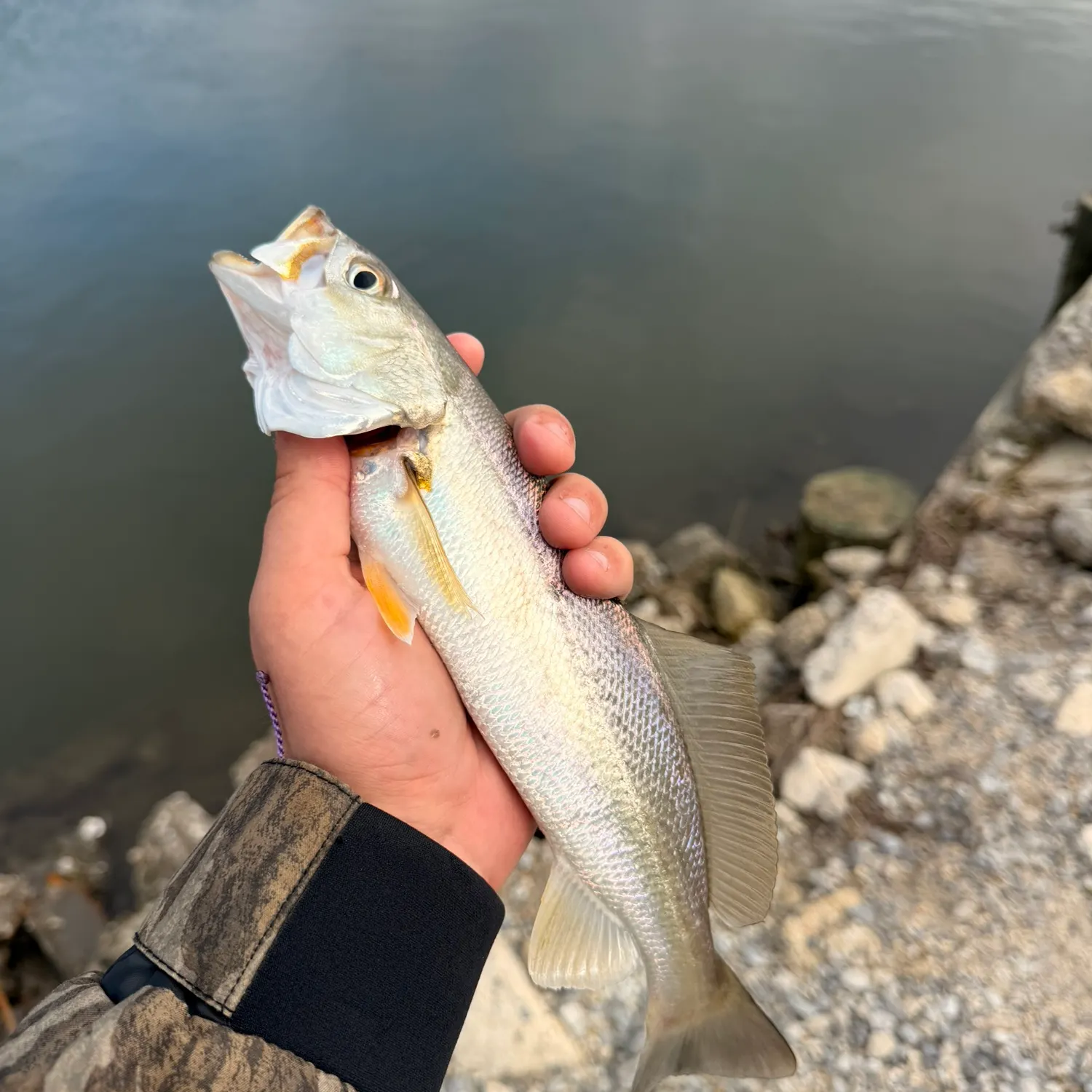 The most recent Sand seatrout catches on Fishbrain