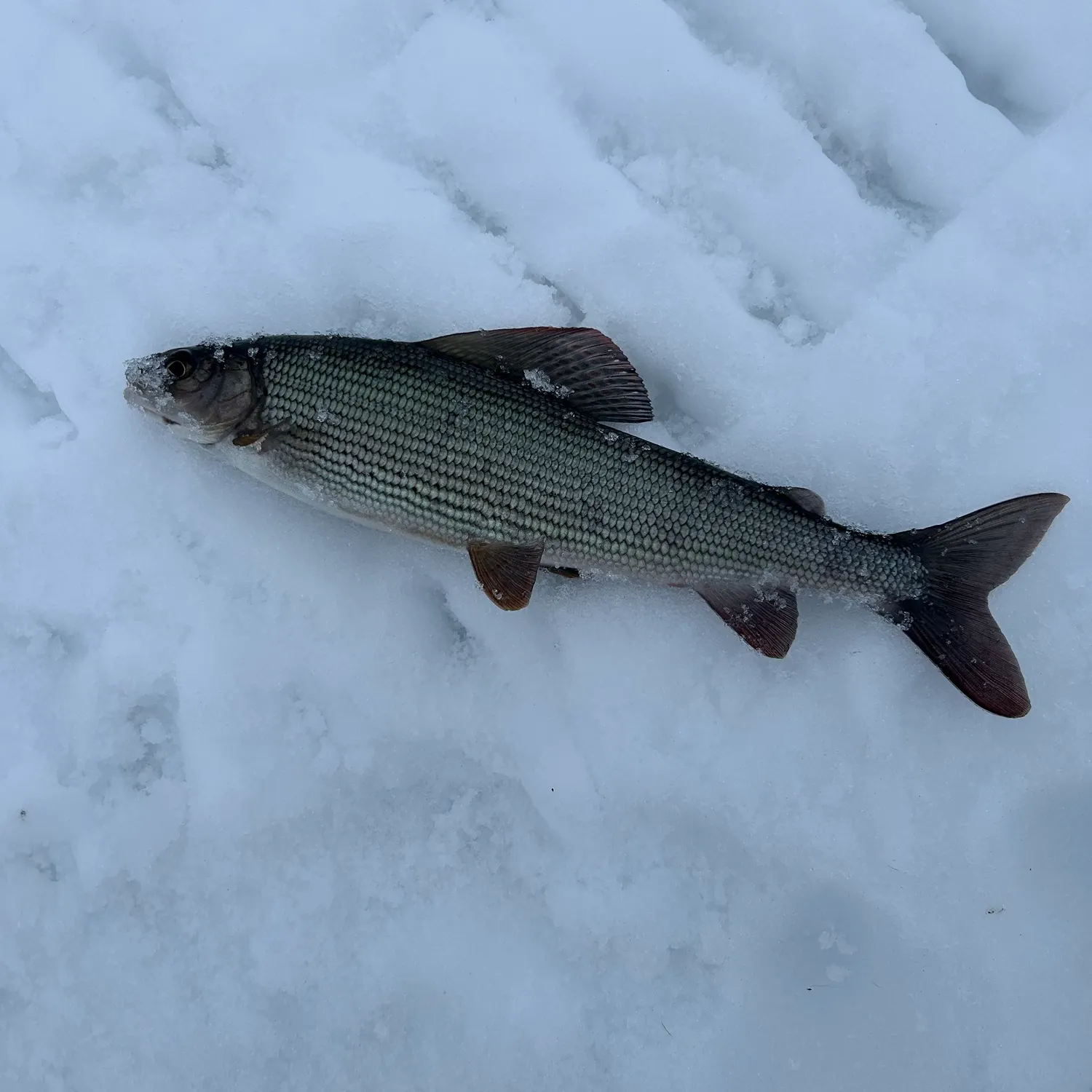 The most recent European grayling catches on Fishbrain