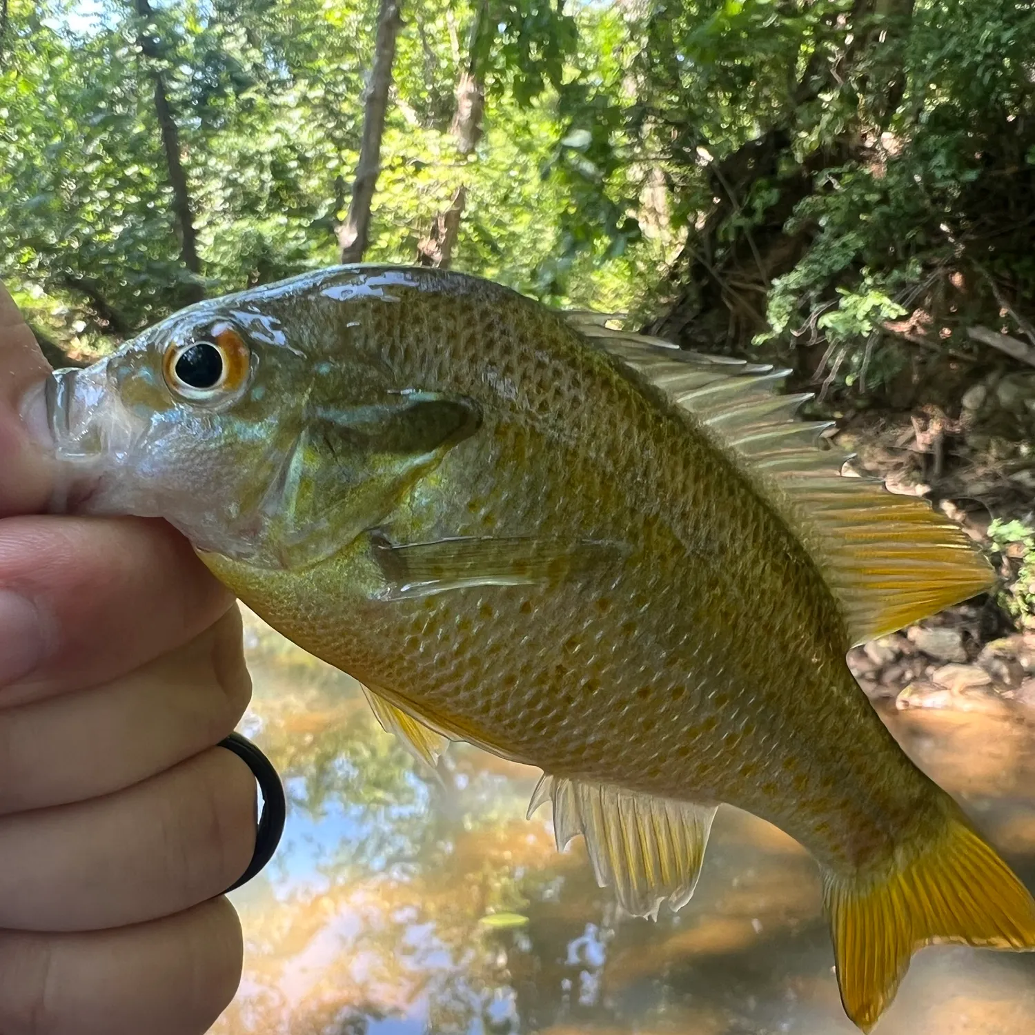 Redbreast sunfish caught on Fishbrain
