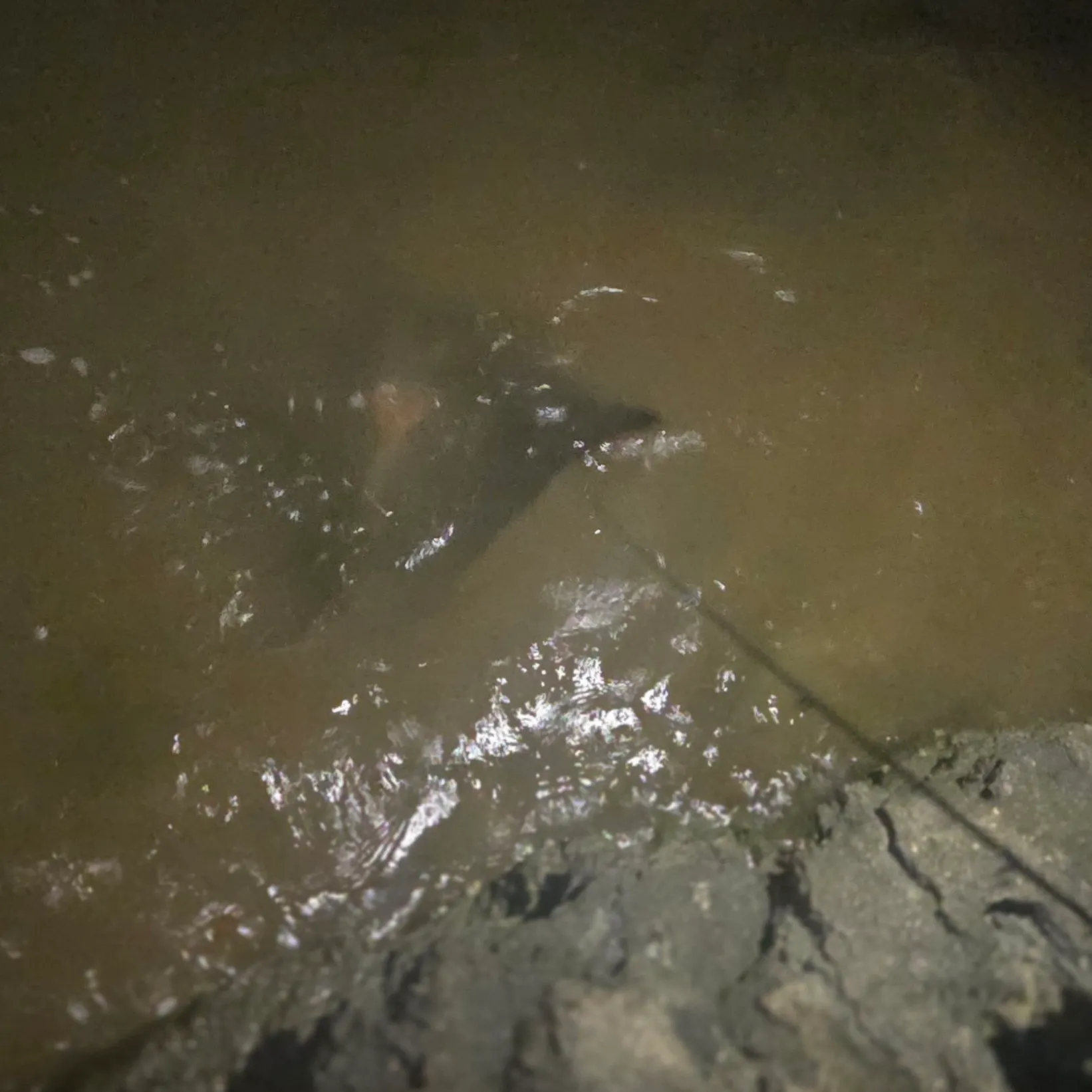 The most recent Australian bull ray catches on Fishbrain