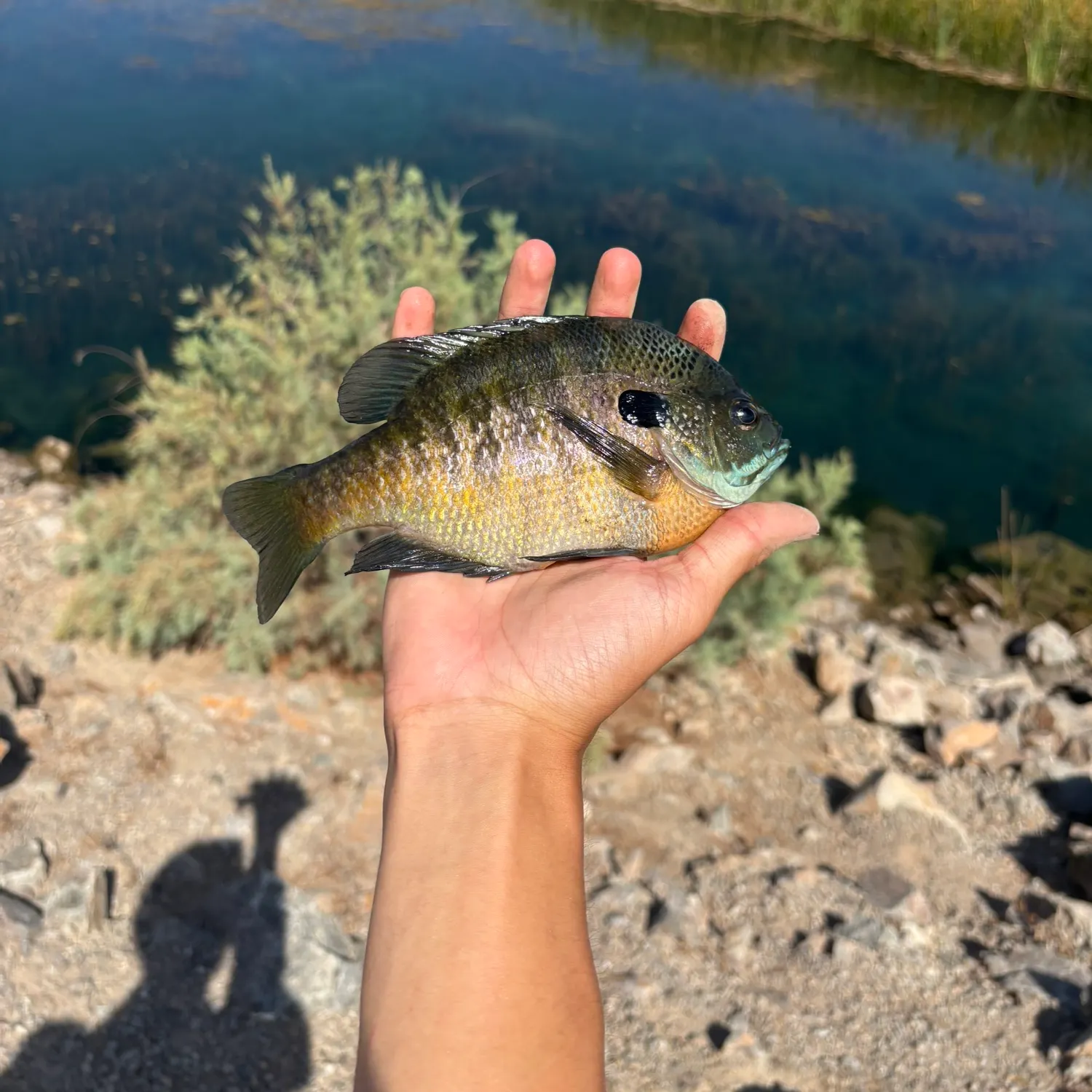 Bluegill caught on Fishbrain