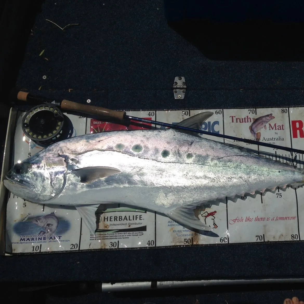 The most recent Talang queenfish catches on Fishbrain