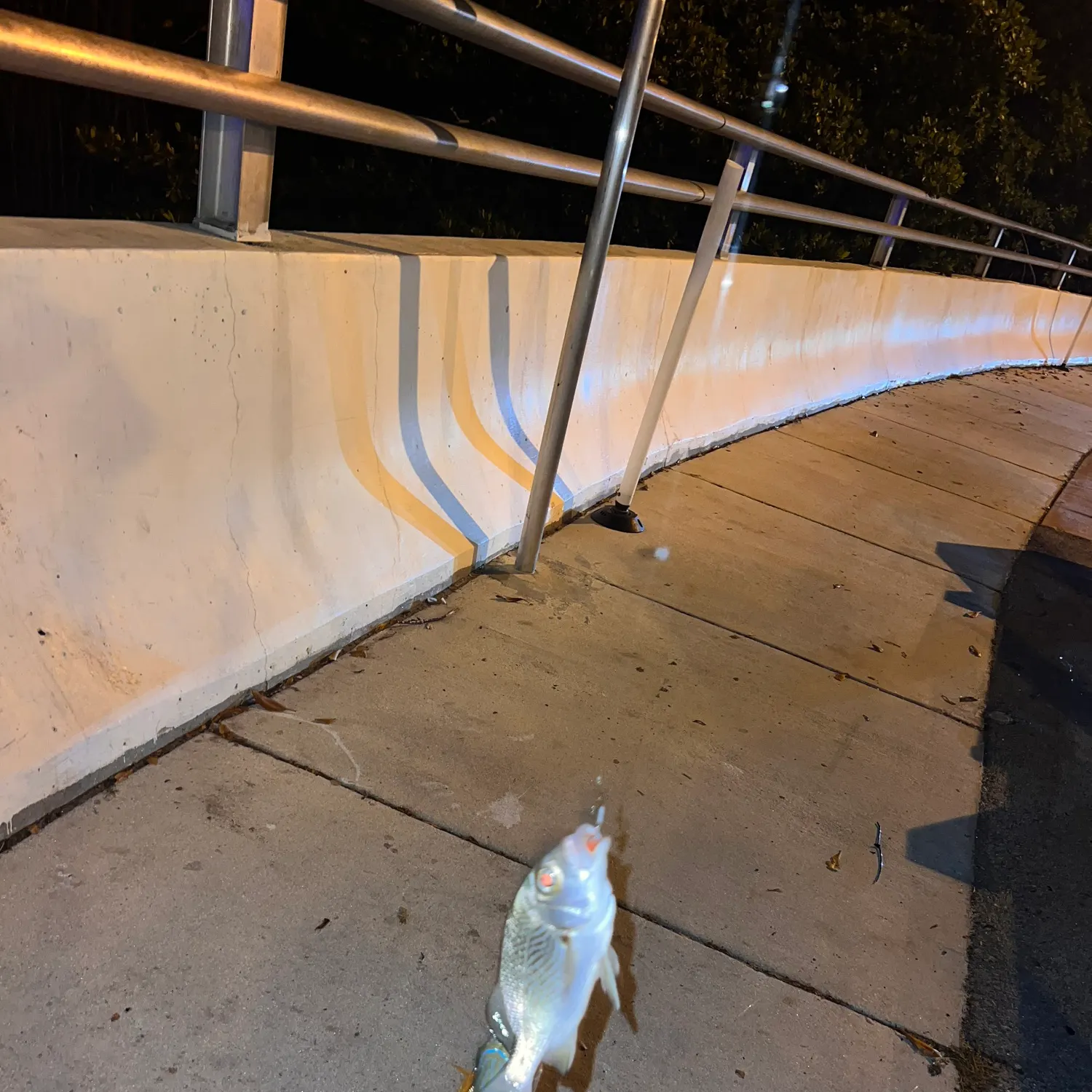 The most recent Whitemouth croaker catches on Fishbrain