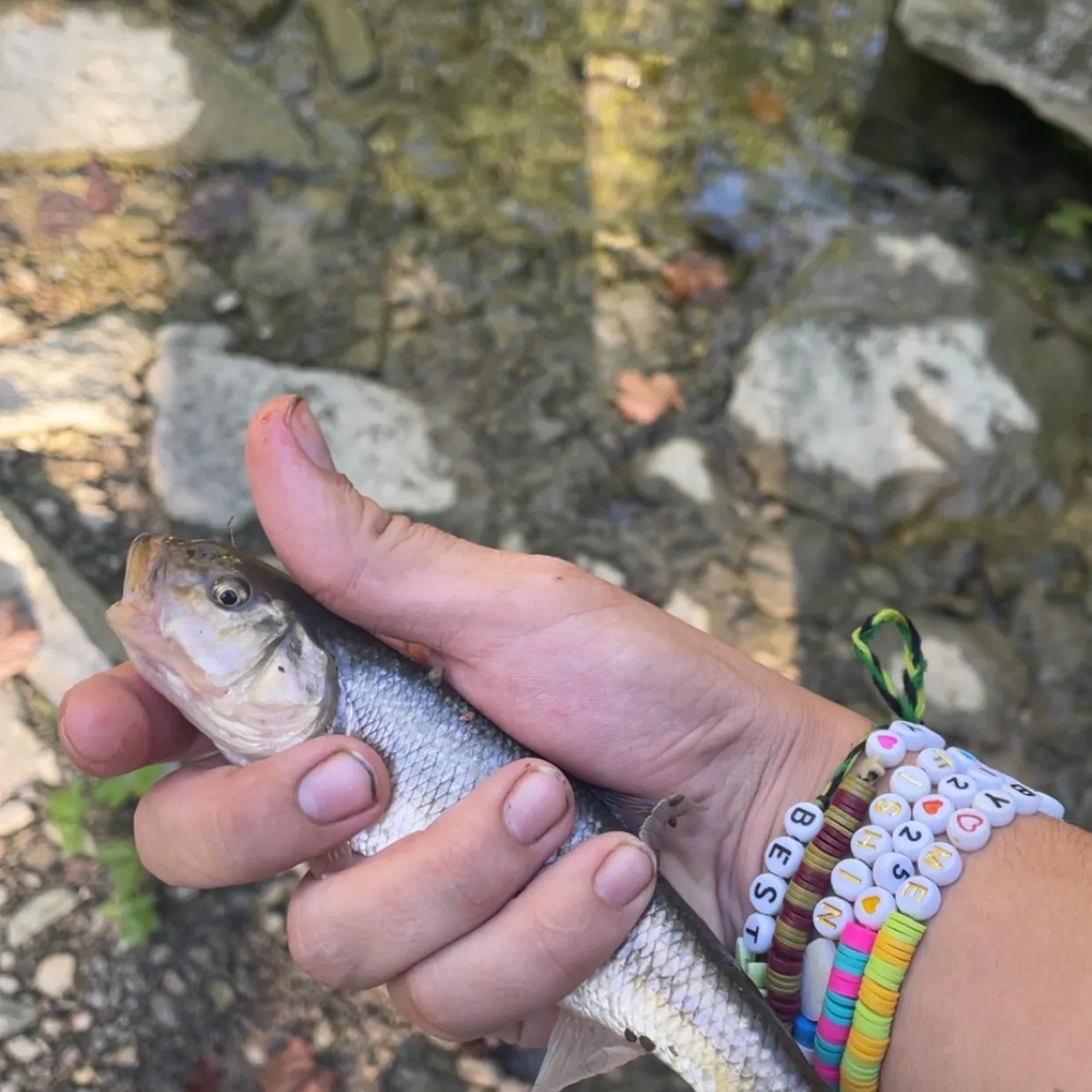 Creek chub caught on Fishbrain