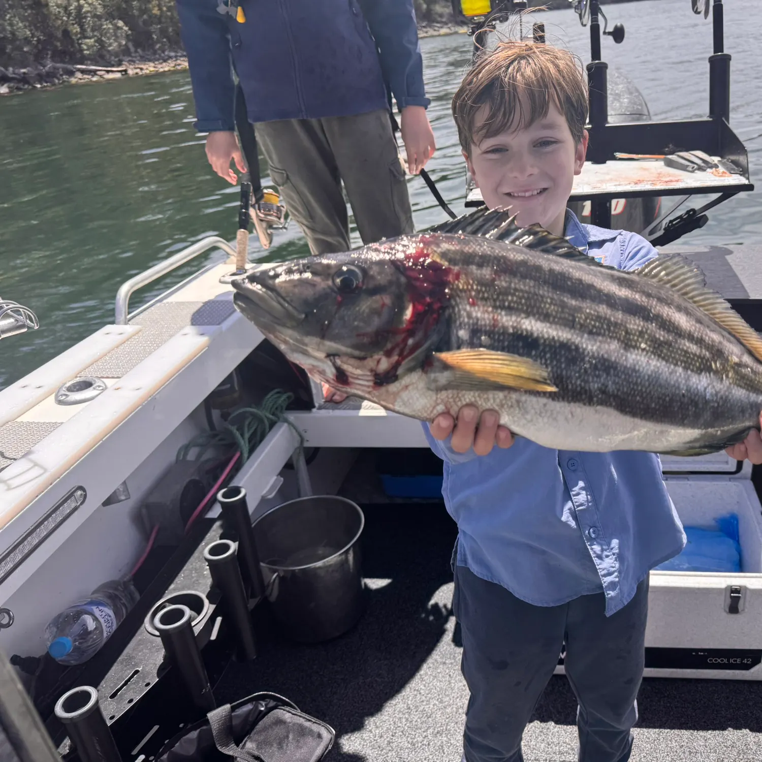 The most recent Striped trumpeter catches on Fishbrain