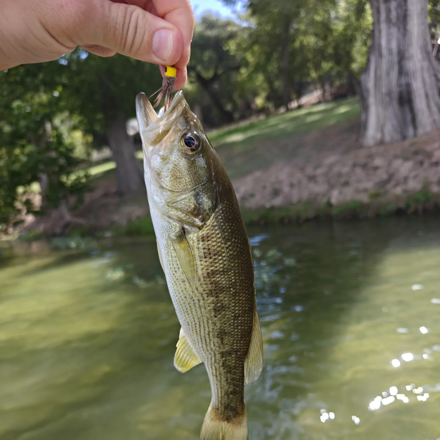 Spotted bass caught on Fishbrain