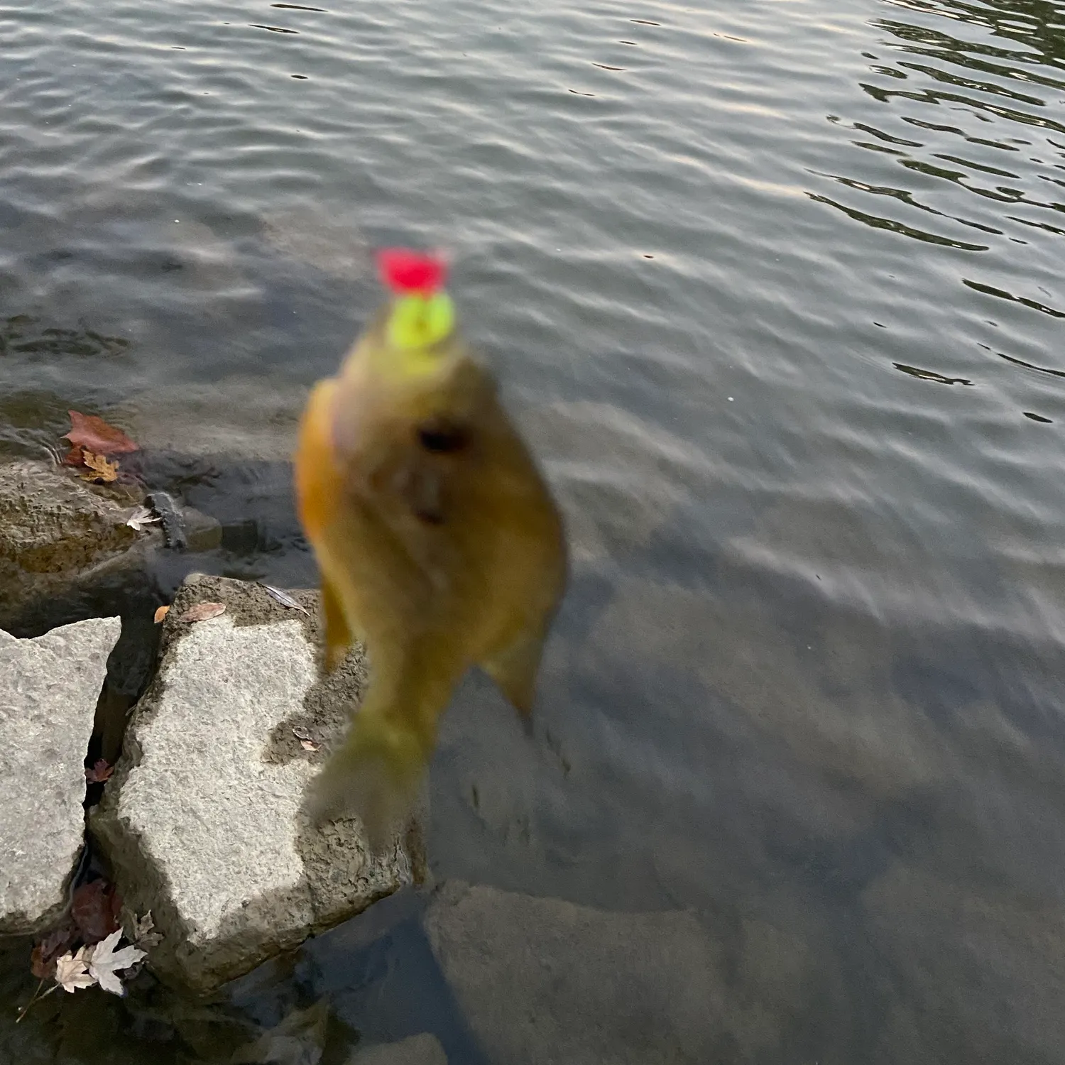 Bluegill caught on Fishbrain