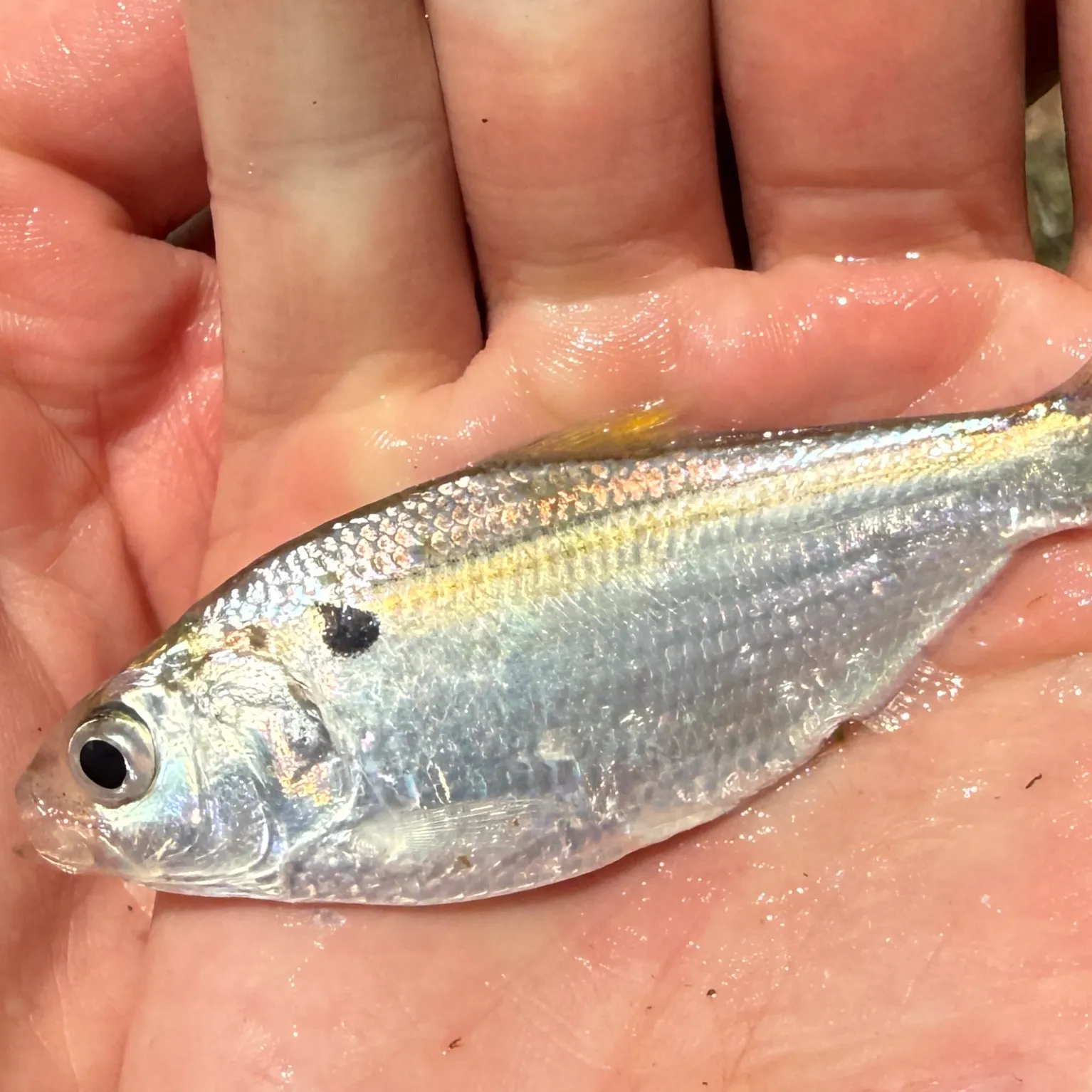 The most recent Threadfin shad catches on Fishbrain