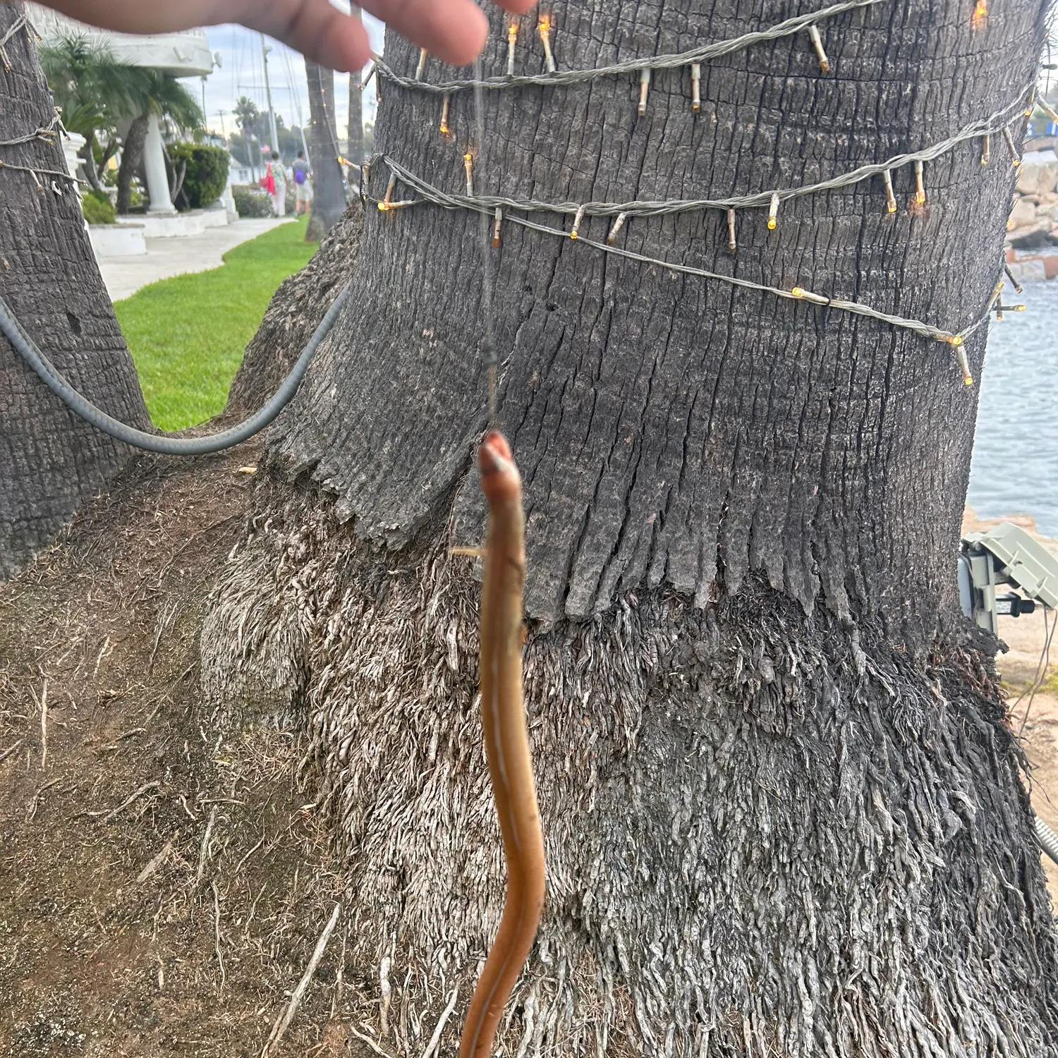 The most recent Serpent eel catches on Fishbrain