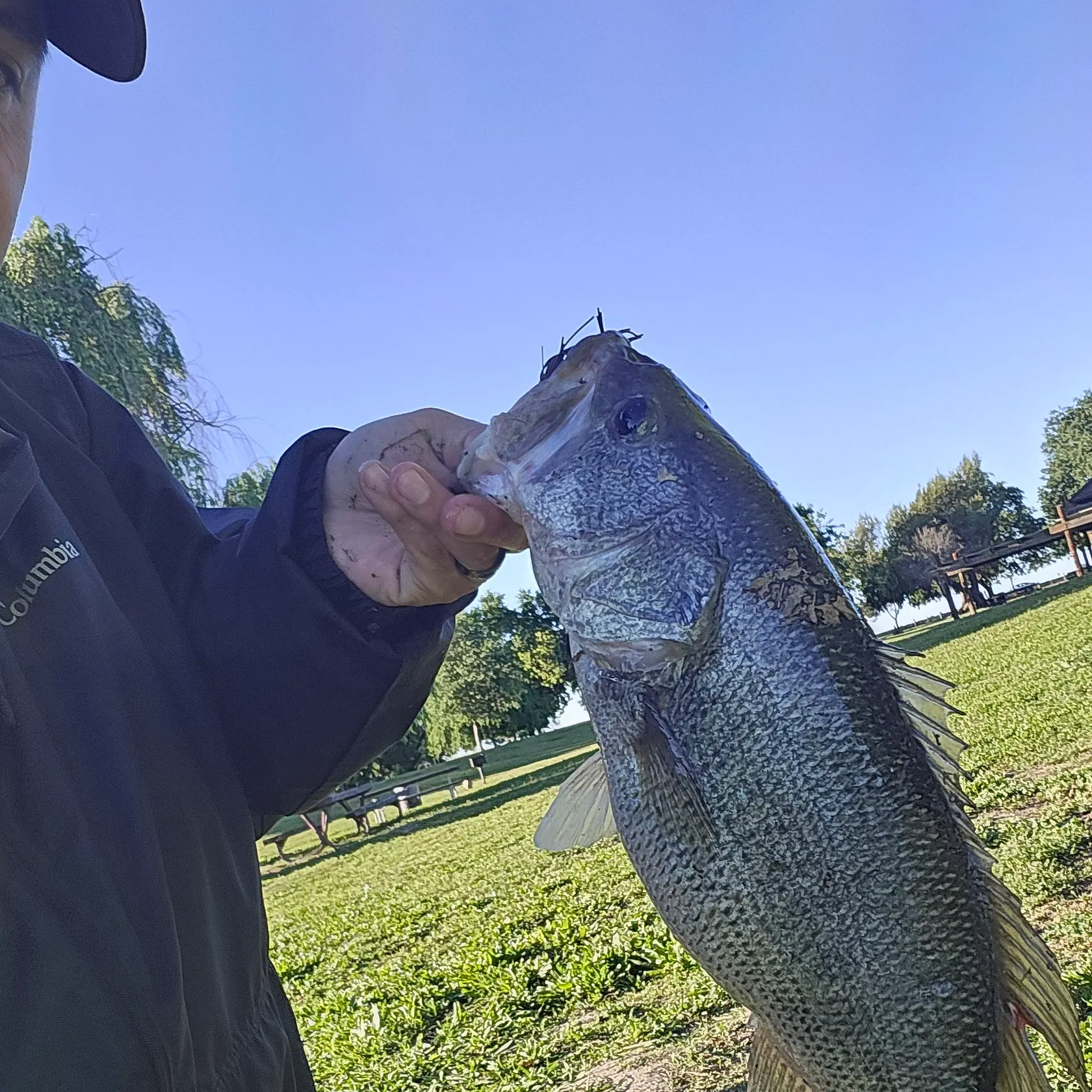 The most recent Largemouth bass catches on Fishbrain